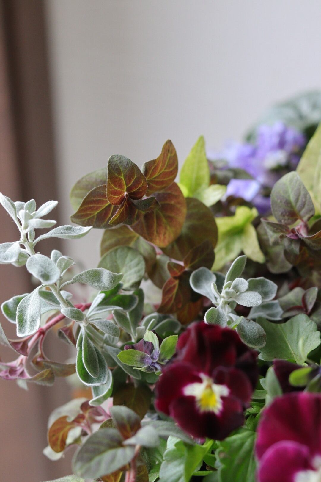 シンボルツリーに❤︎オリーブの株元寄せ植え | Total Plants Egret