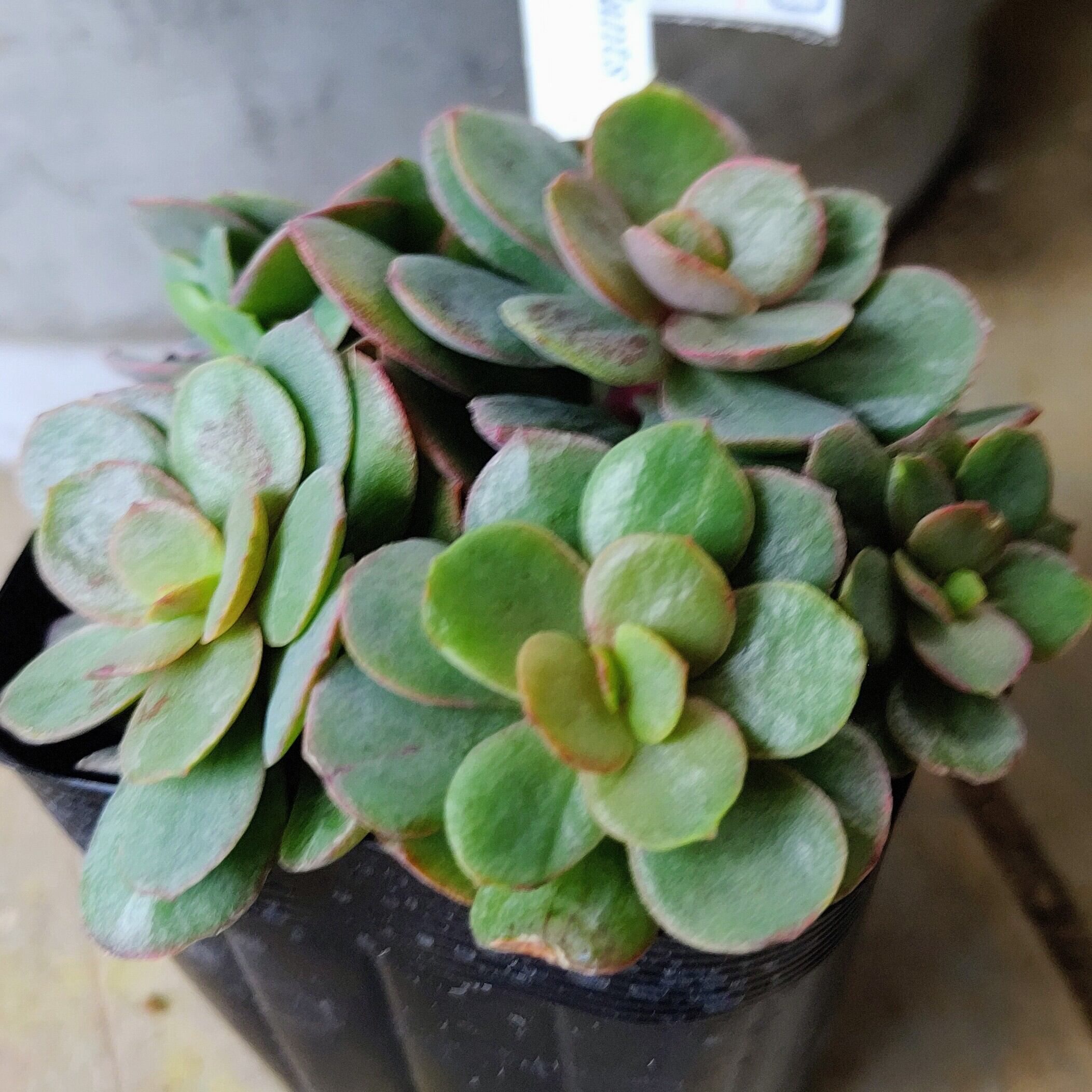 専用！多肉植物^o^ スヨン錦 【公式通販】