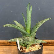 アロエ カスティロニアエ【161】