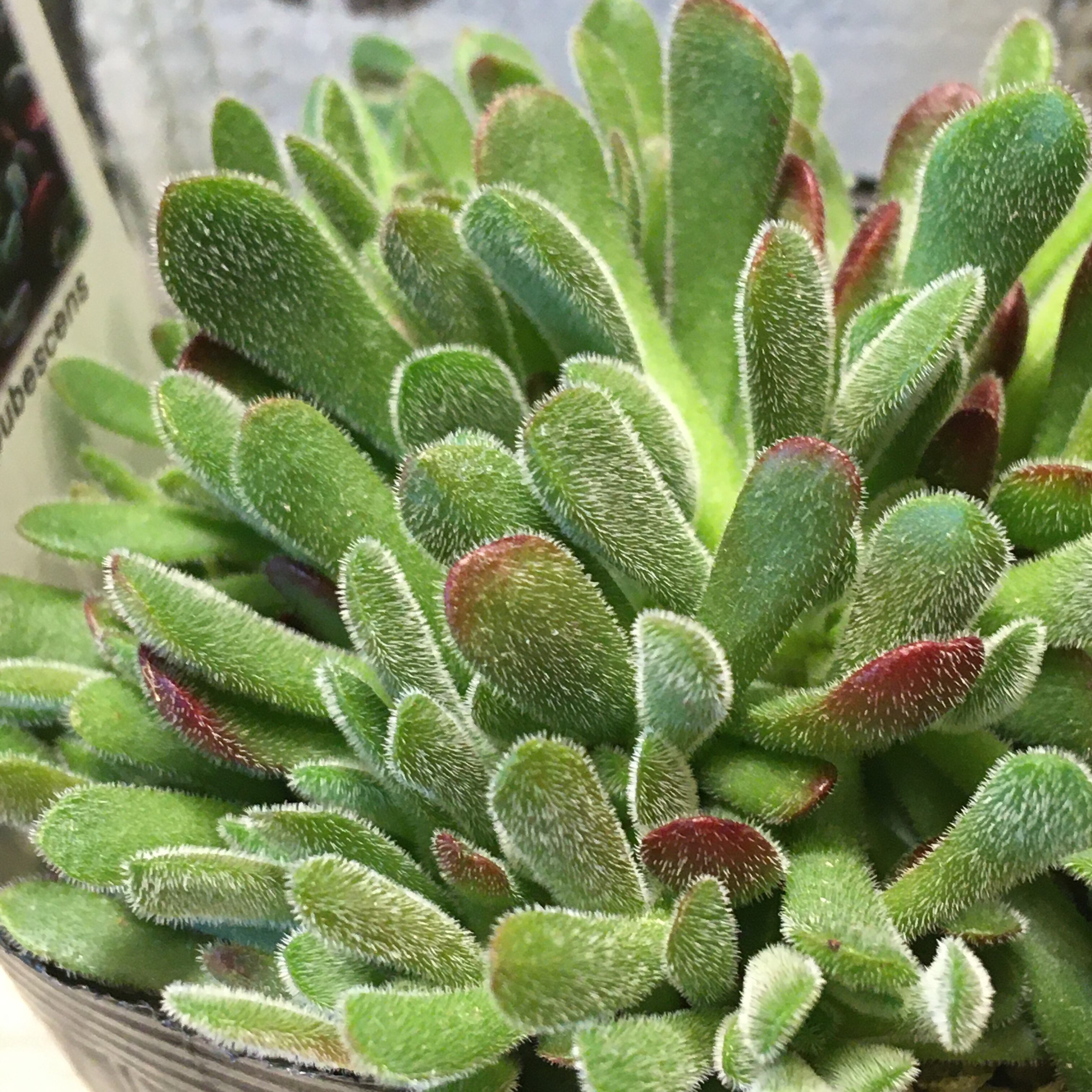 クラッスラ プベッセンス | RuPo 多肉植物専門店