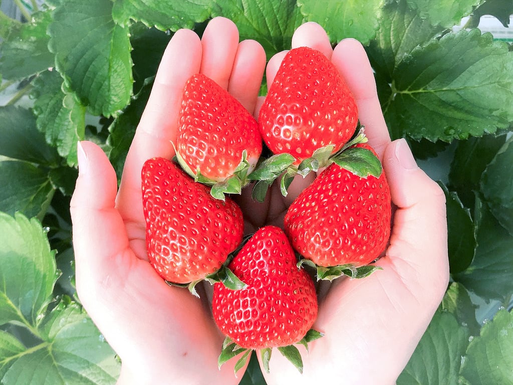 いちごジャム3種類 箱入セット