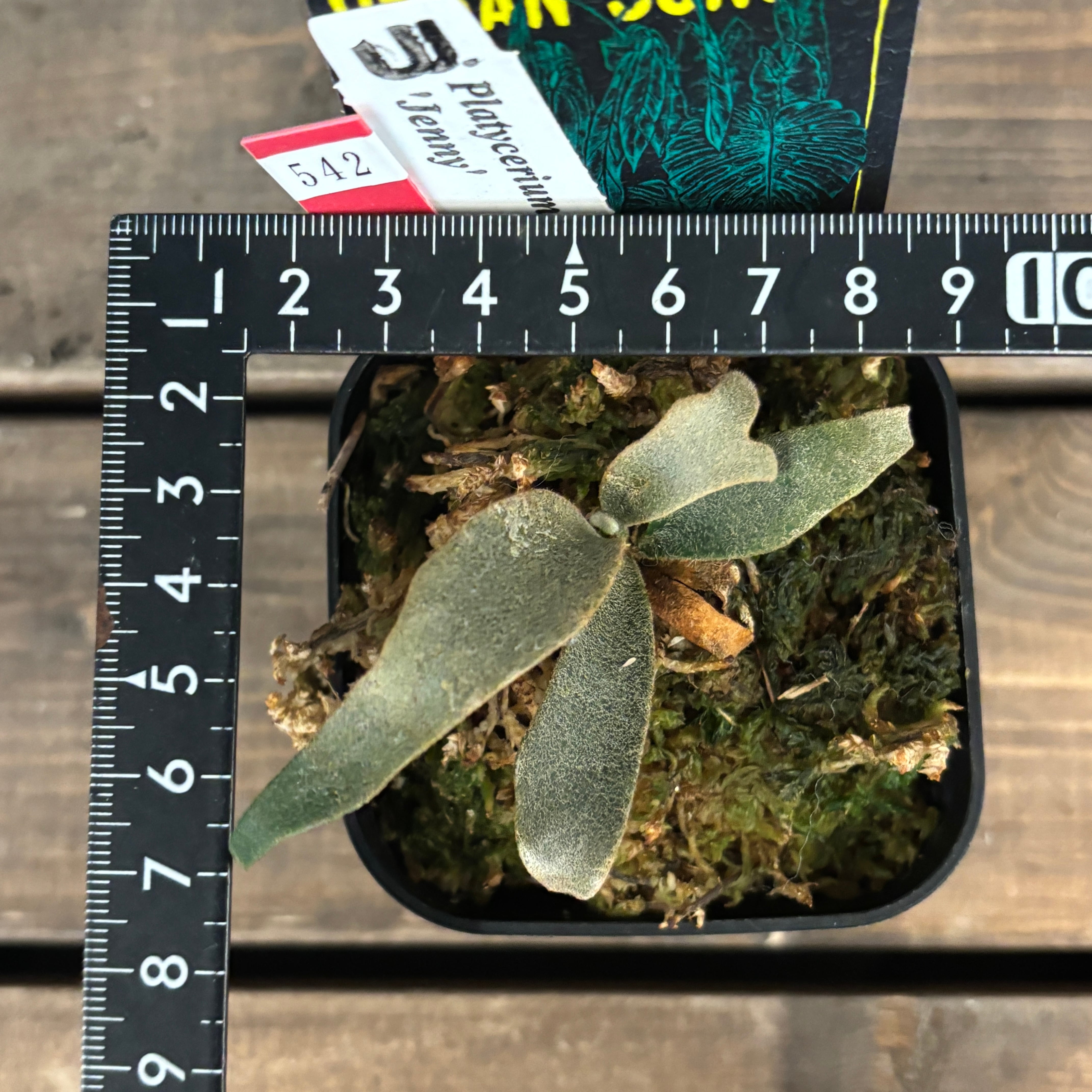 クリアランス】ビカクシダ ジェニー P. willinckii 'Jenny'【542