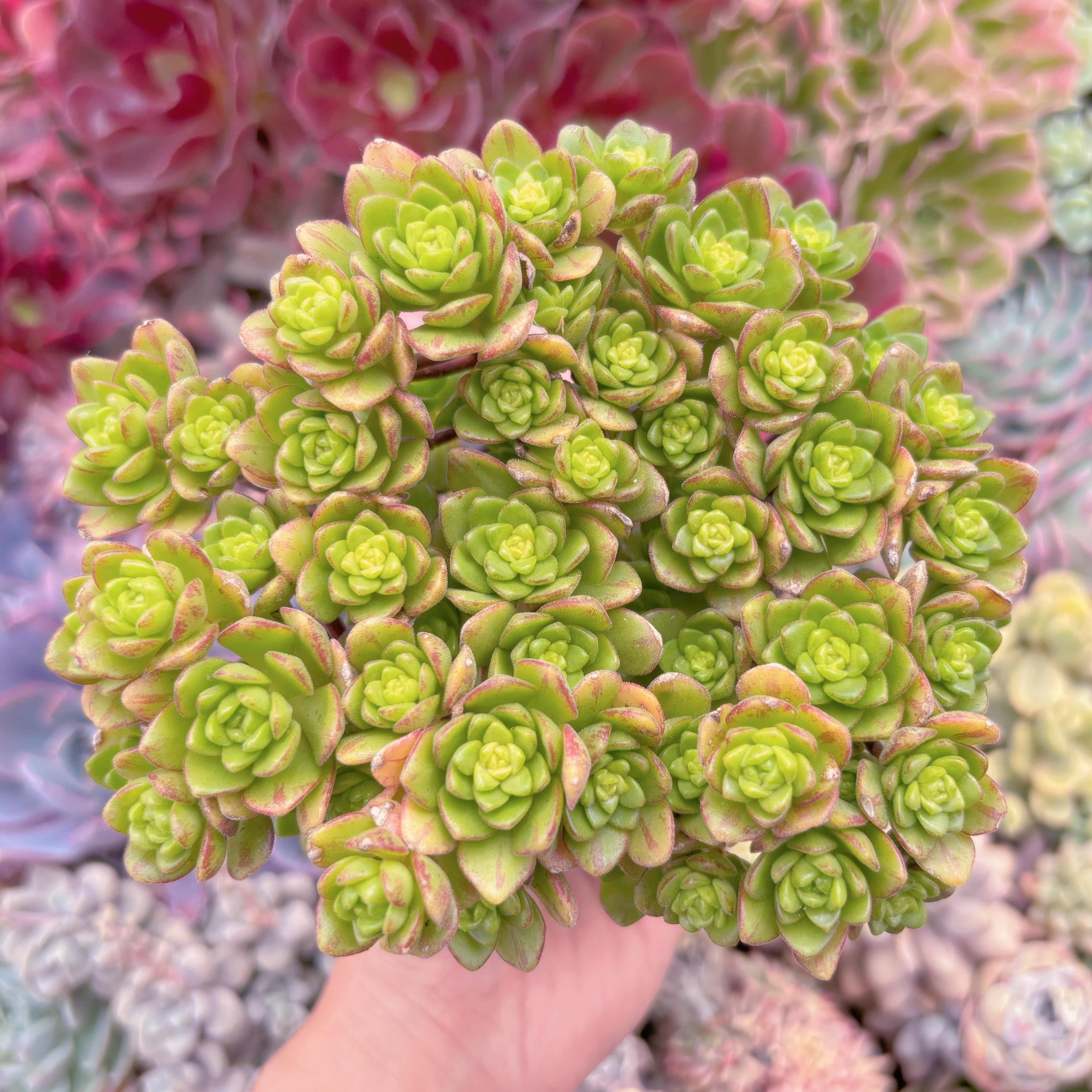 現品　little fox#610　新入荷　るる農園