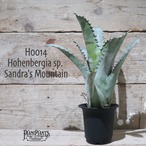 【送料無料】 Hohenbergia sp. Sandra's Mountain〔ホヘンベルギア〕現品発送H0014
