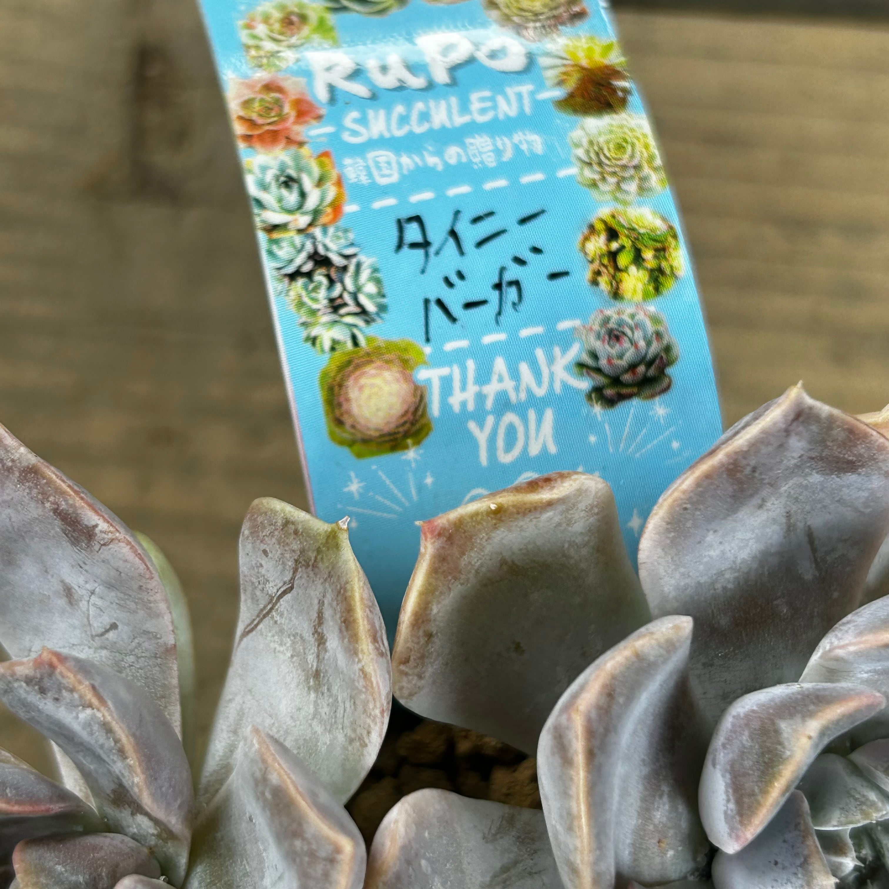 タイニーバーガー | RuPo 多肉植物専門店