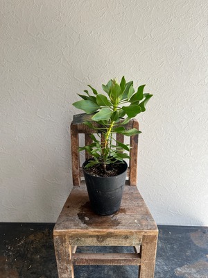 プロテア スパイキーホワイト③