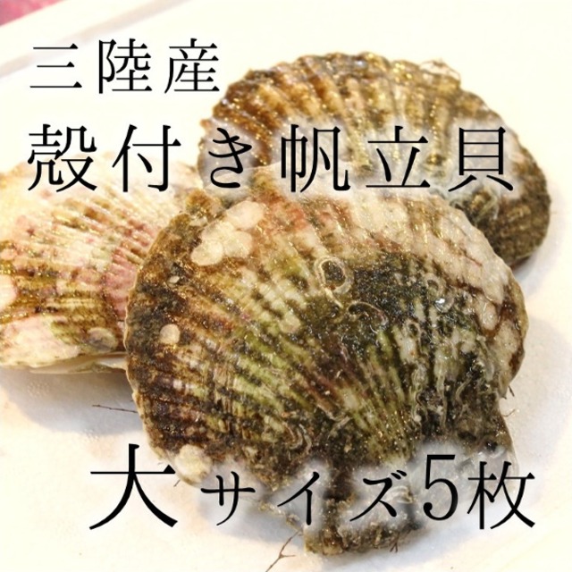 活ホタテ 殻付きホタテ 大サイズ 海鮮 バーベキュー 約300g/枚 計5枚(約1.5kg)豊洲直送　北海道・宮城・岩手（三陸産） BBQ 帆立【カラホ３００ｇｘ５枚】 冷蔵