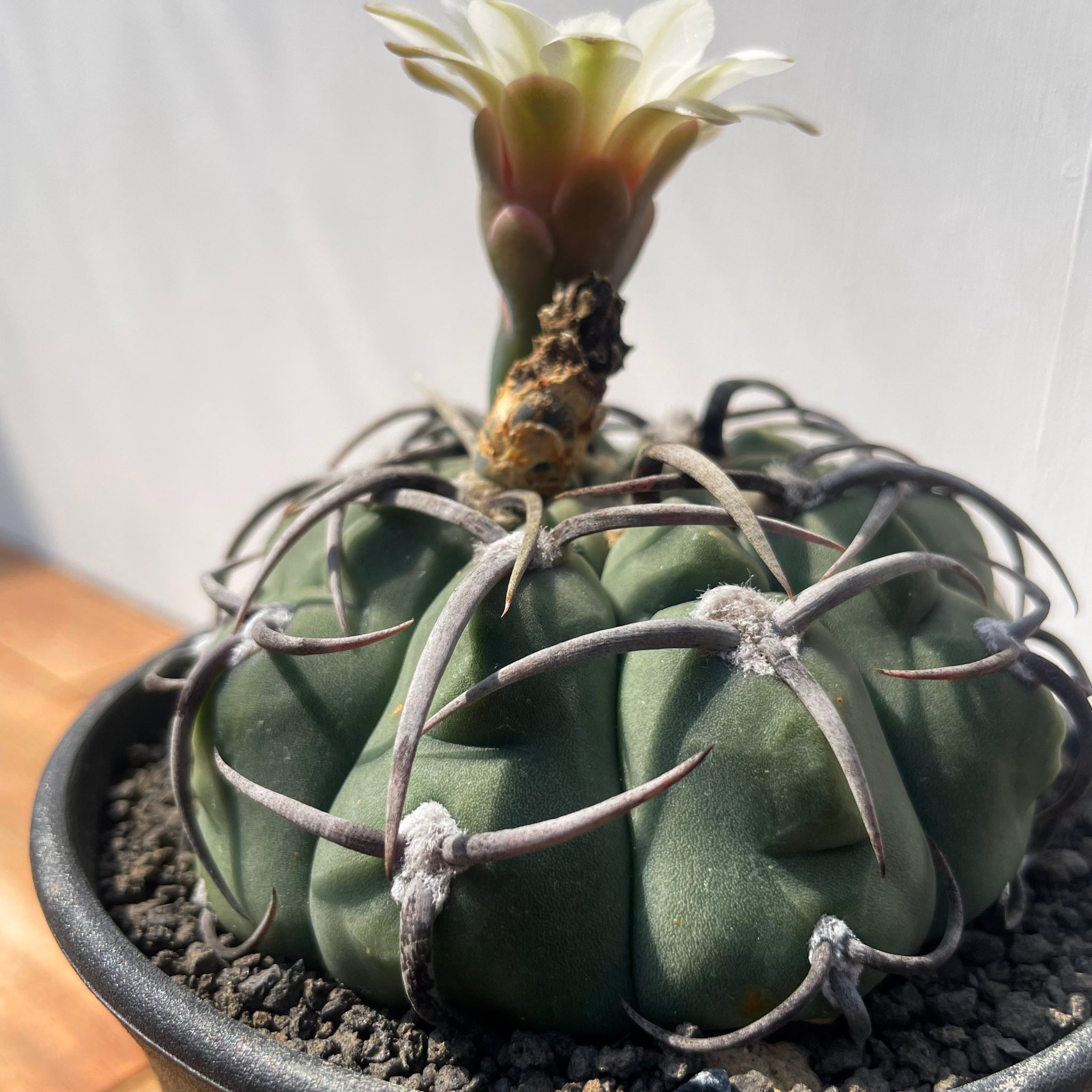 Gymnocalycium vatteri【ギムノカリキウム・狂棘バッテリー・実生