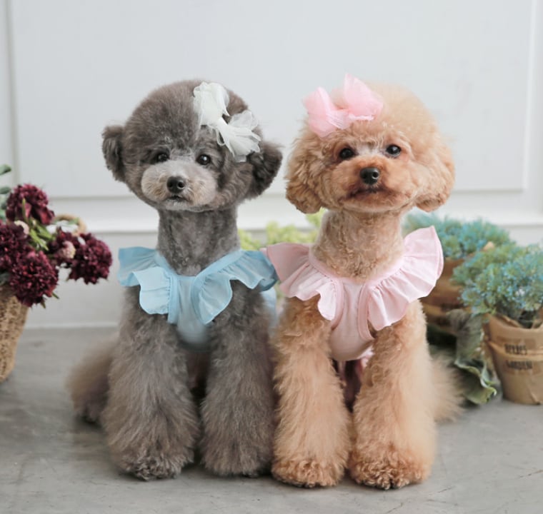 crop lace sleeveless / 犬服 ドッグウェア 犬の服 ペット洋服 無地 綿100% ブラウス ノースリーブ ショート丈 クロップドトップス 小型犬 中型犬 おパンツカット トップス フリル シンプル 夏 袖なし 涼しい top158