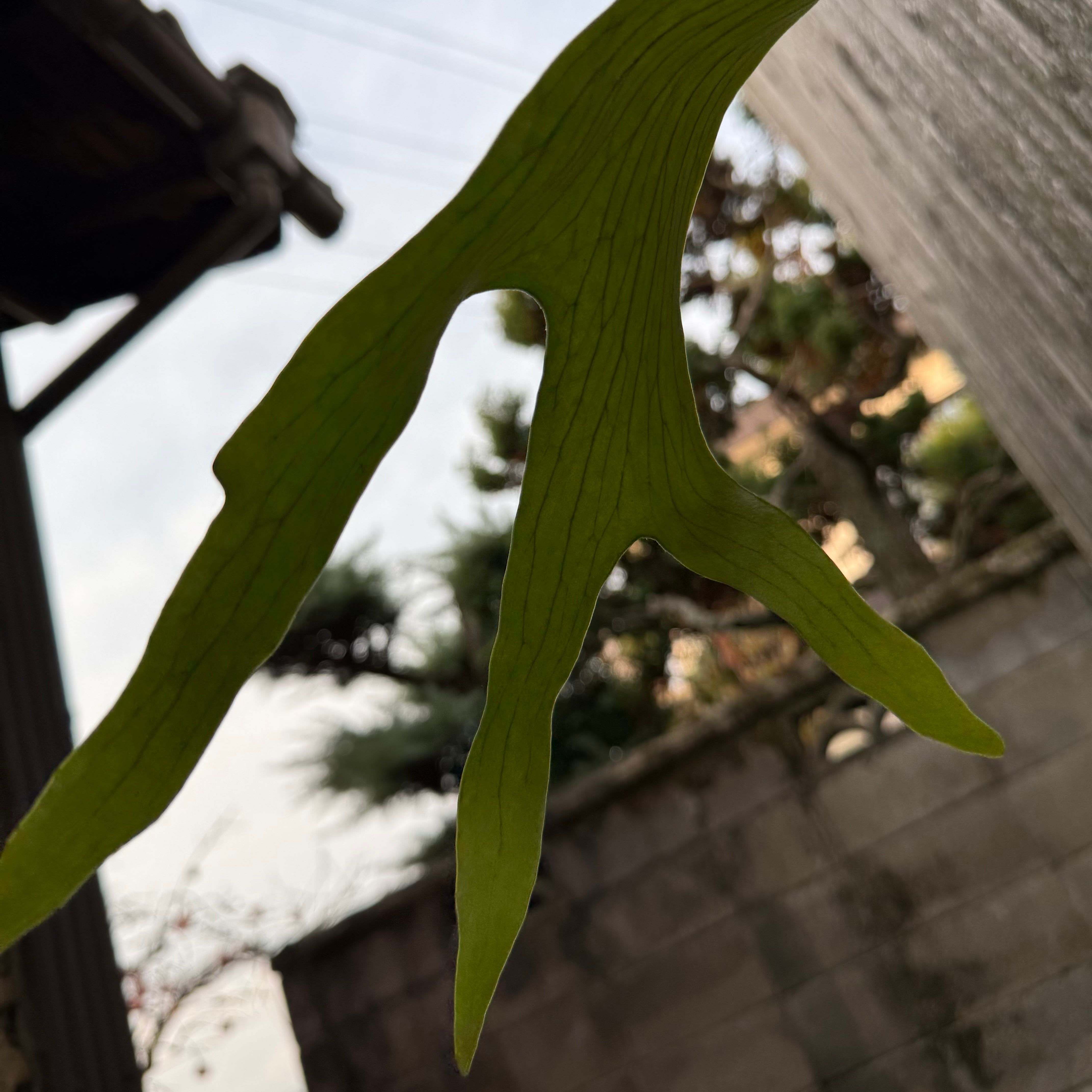 ビカクシダ anapat#1 pup Yahoo!オークション - P. willinckii 'Anapat #1' ウィリンキー 【vand