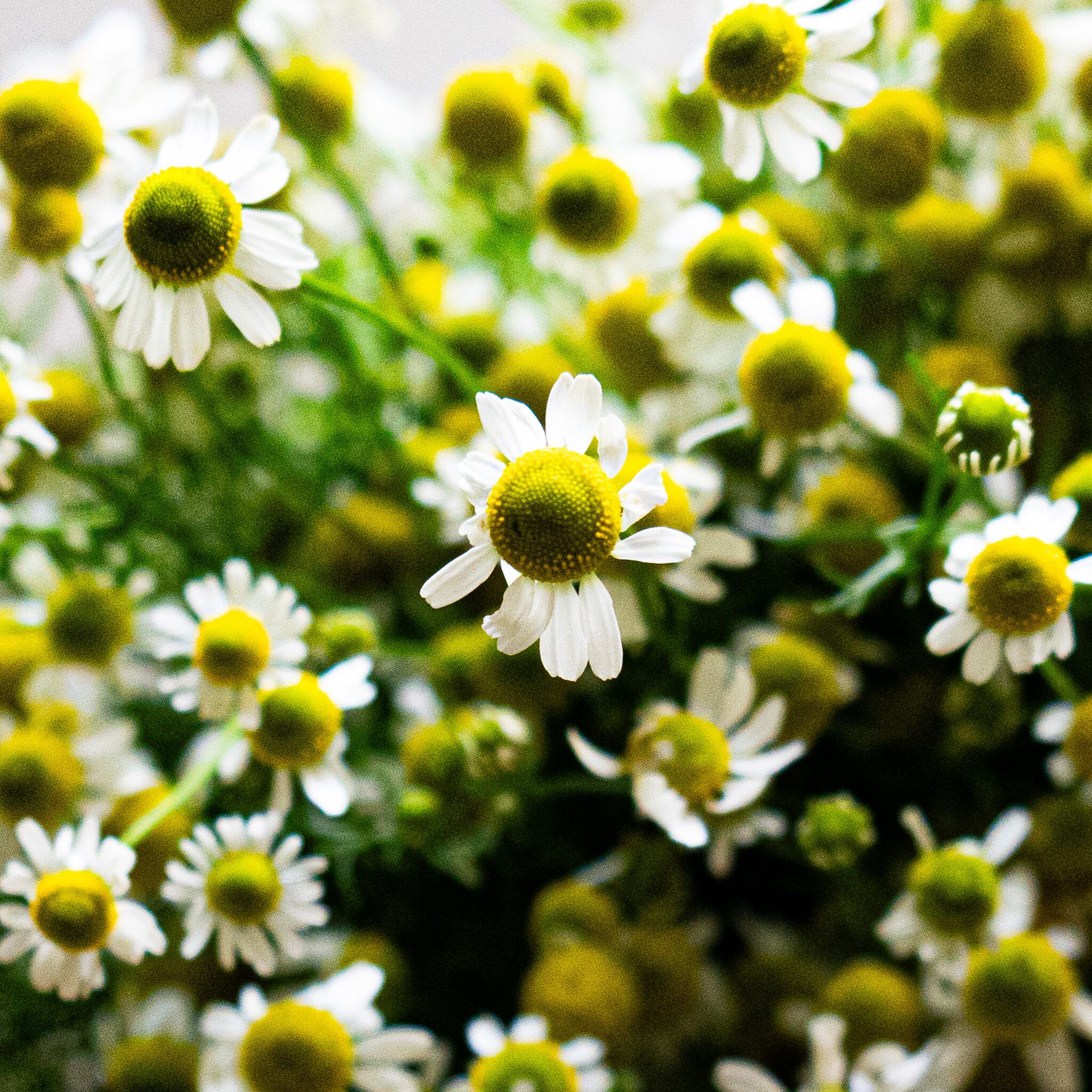 chamomile soap（自然派食器石けん）