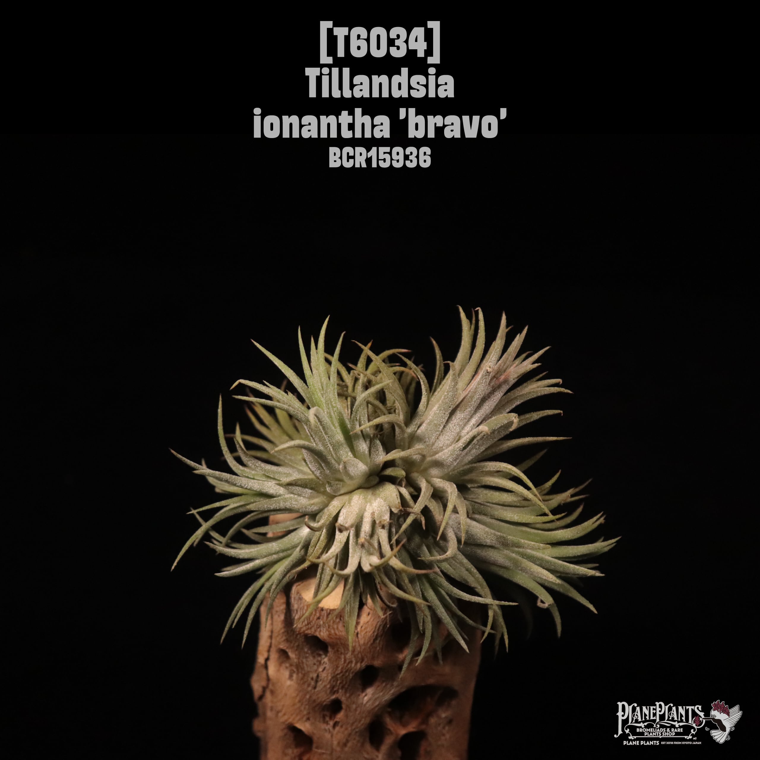 Tillandsia ionantha 'Bravo'Clump〔ティランジア〕T6034