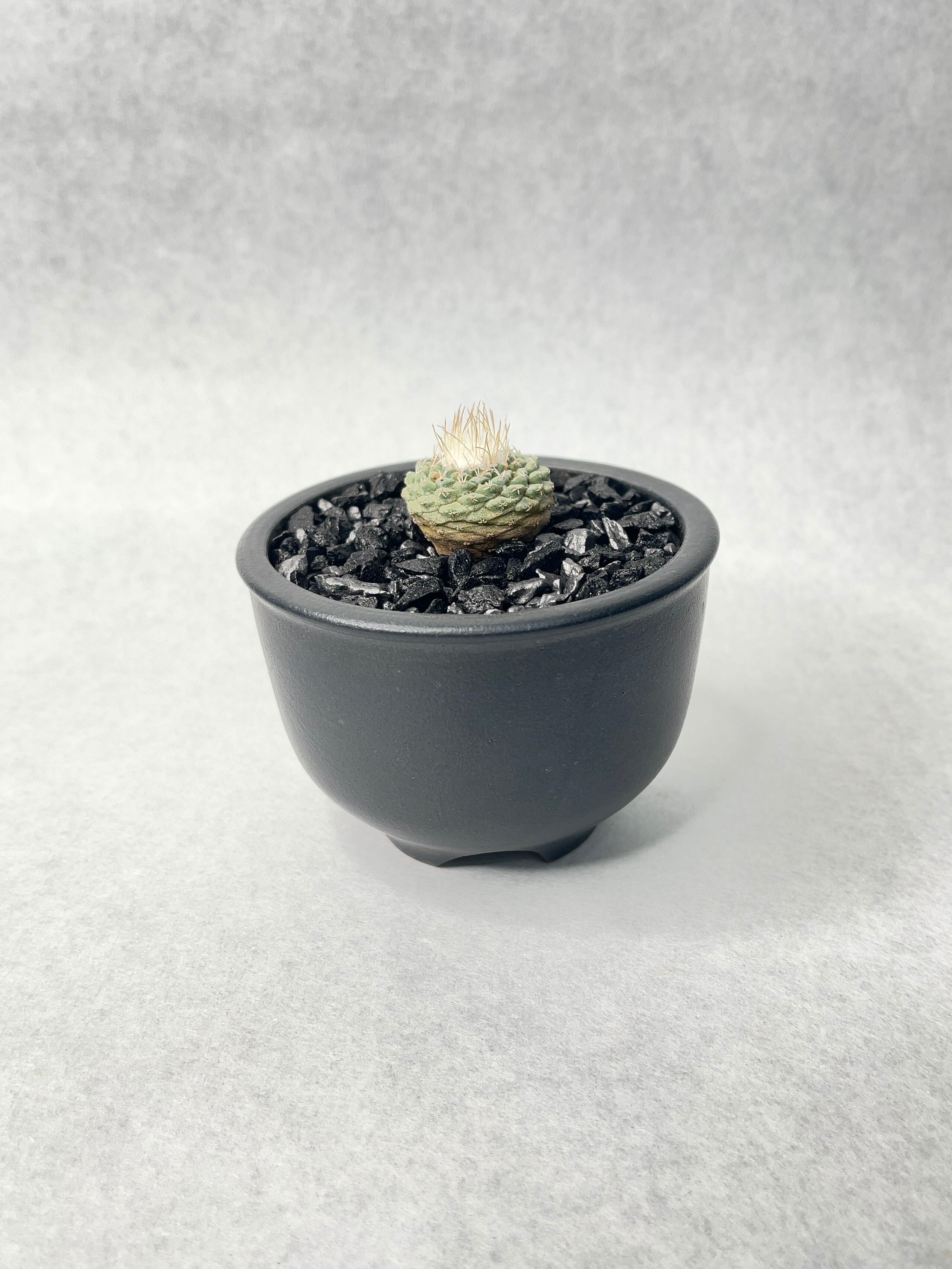 ストロンボカクタス・菊水 | trigger