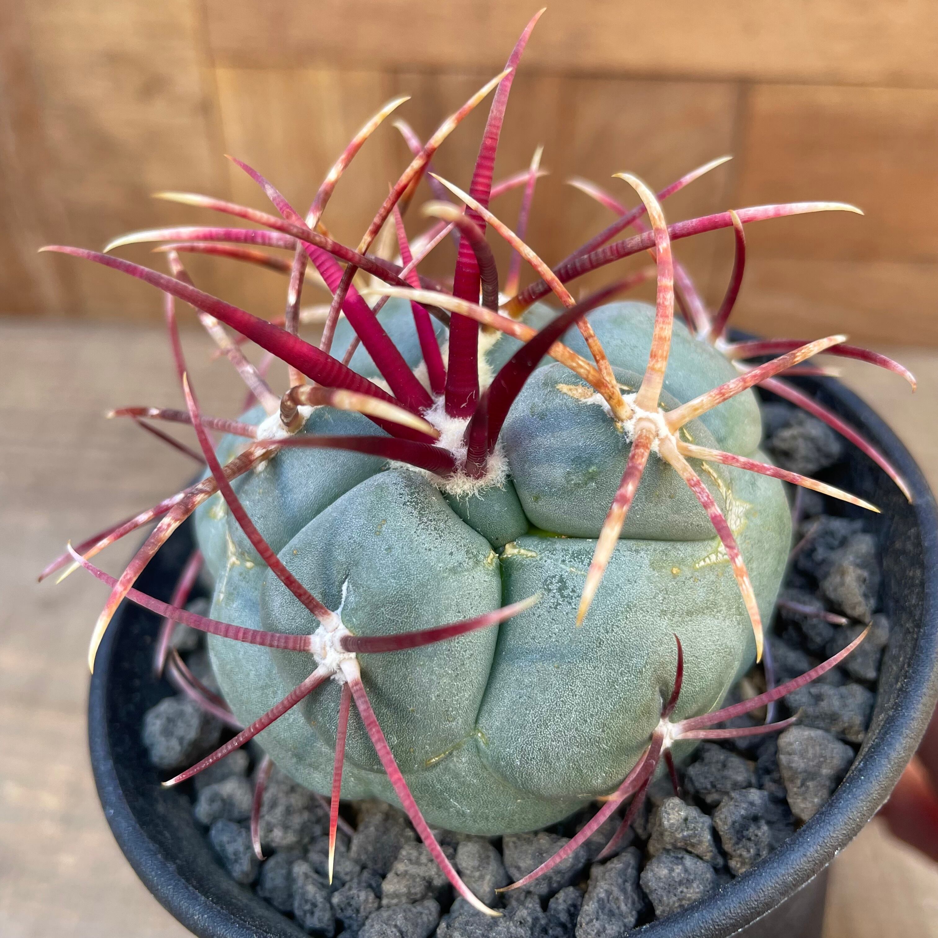 Thelocactus hexaedrophorus v. fossulatus【テロカクタス・緋冠竜