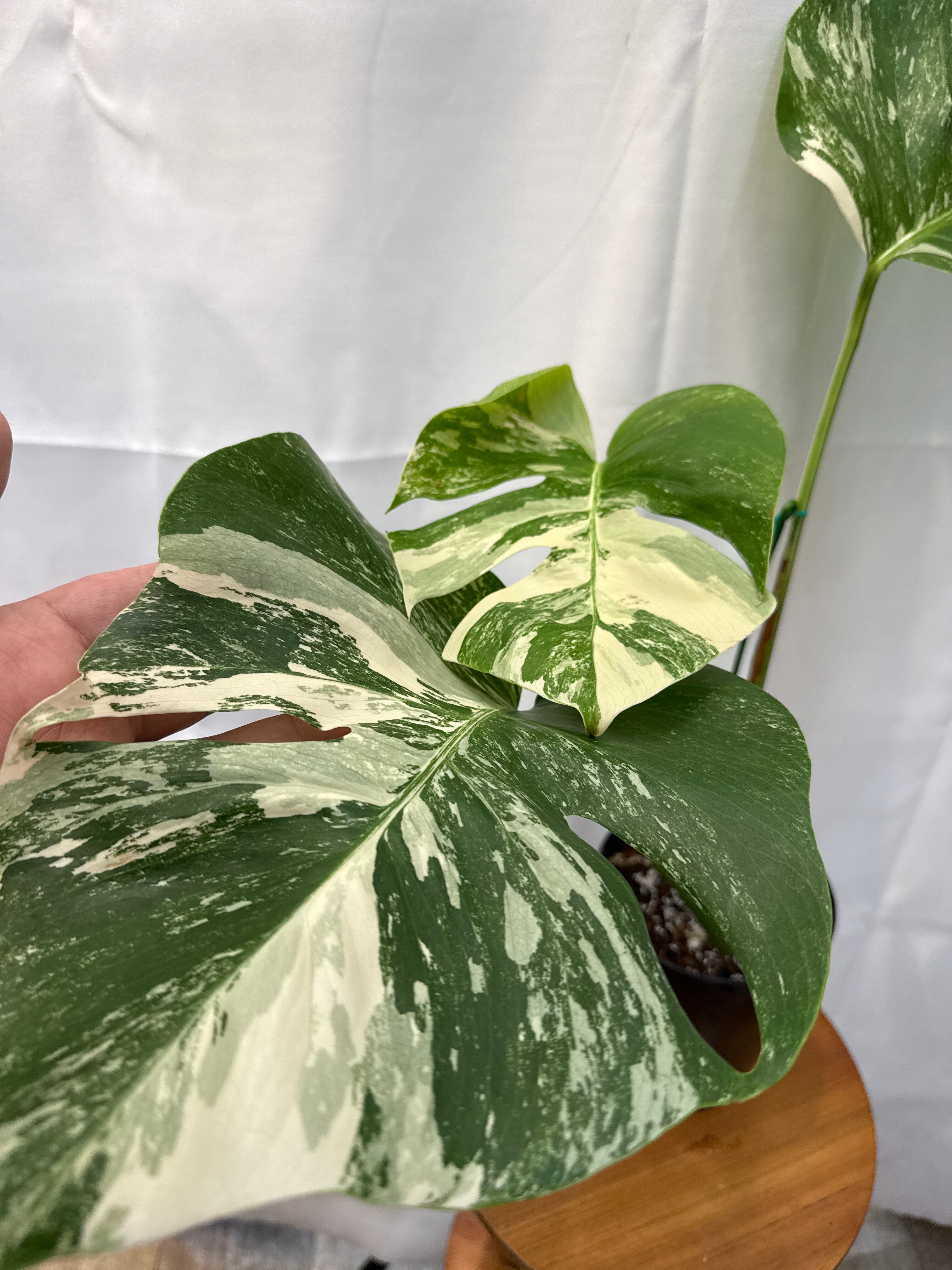 B) モンステラ ボルシギアナ アルボ バリエガータ