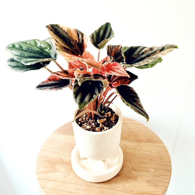 ◎一点もの ペペロミア・ピンクレディ｜陶器鉢仕立て・3号鉢