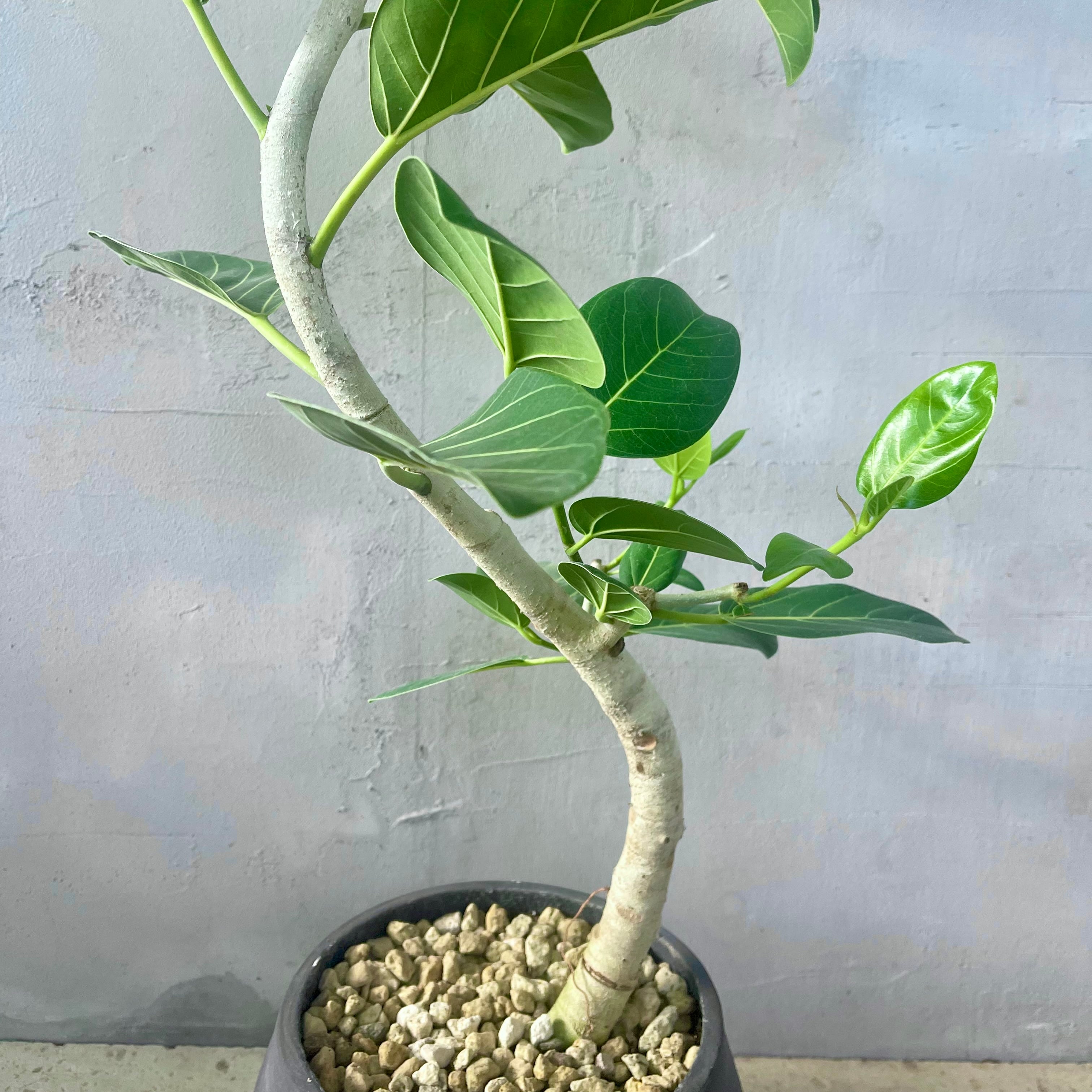 フィカス ベンガレンシス 曲がり仕立て バルーン陶器鉢 植え込み発送