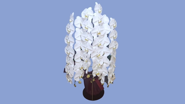 3本立て　54輪以上