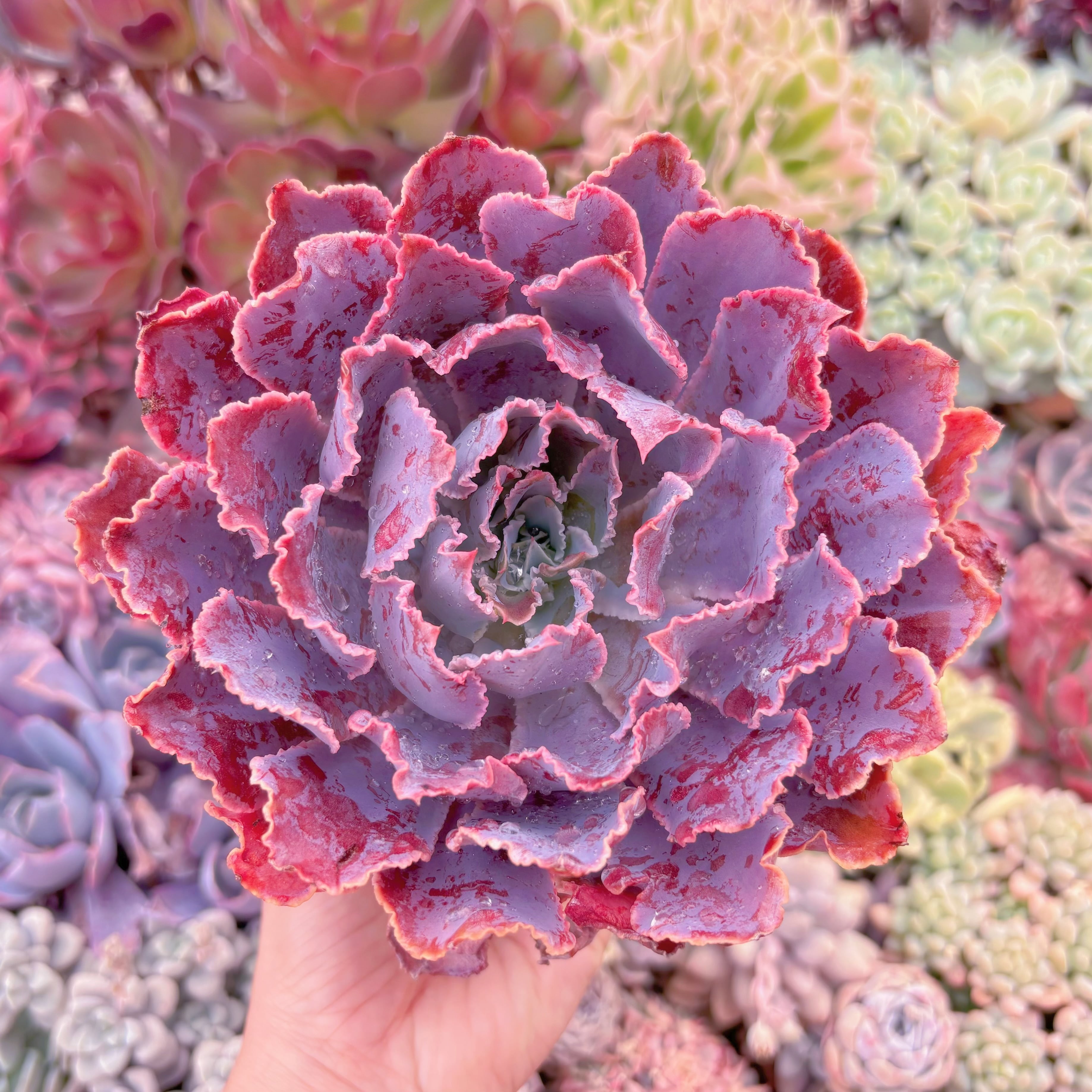 現品　シャビアナ#879　大苗　るる農園