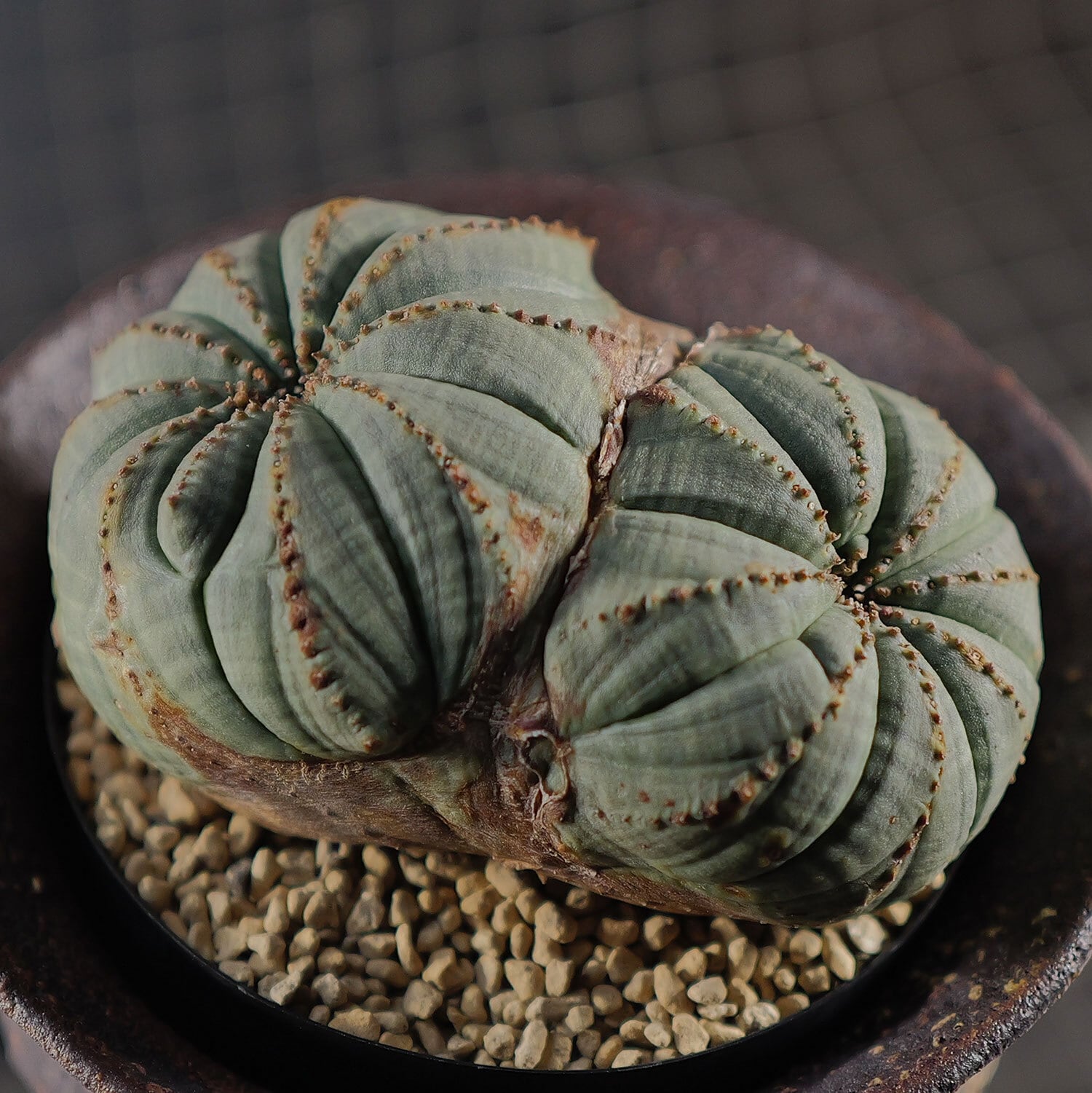 超厳選株】大株 最大幅約9cm 超扁平 円扇石化 ダブルヘッド オベサ