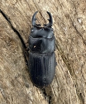 【WD】《フィリピンネブト原名亜種 20mm ペア》