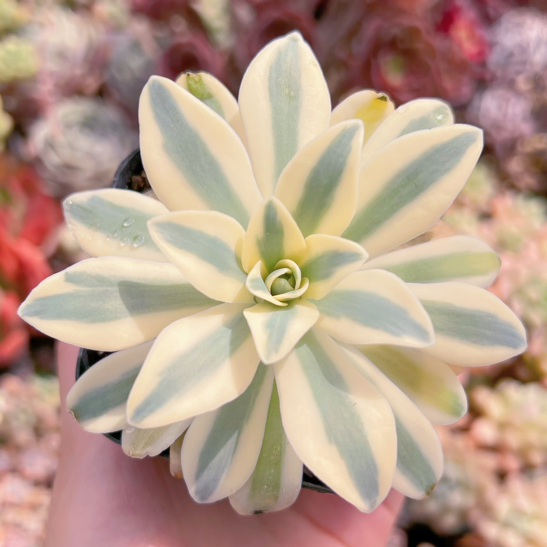 現品　富士錦#E04　るる農園