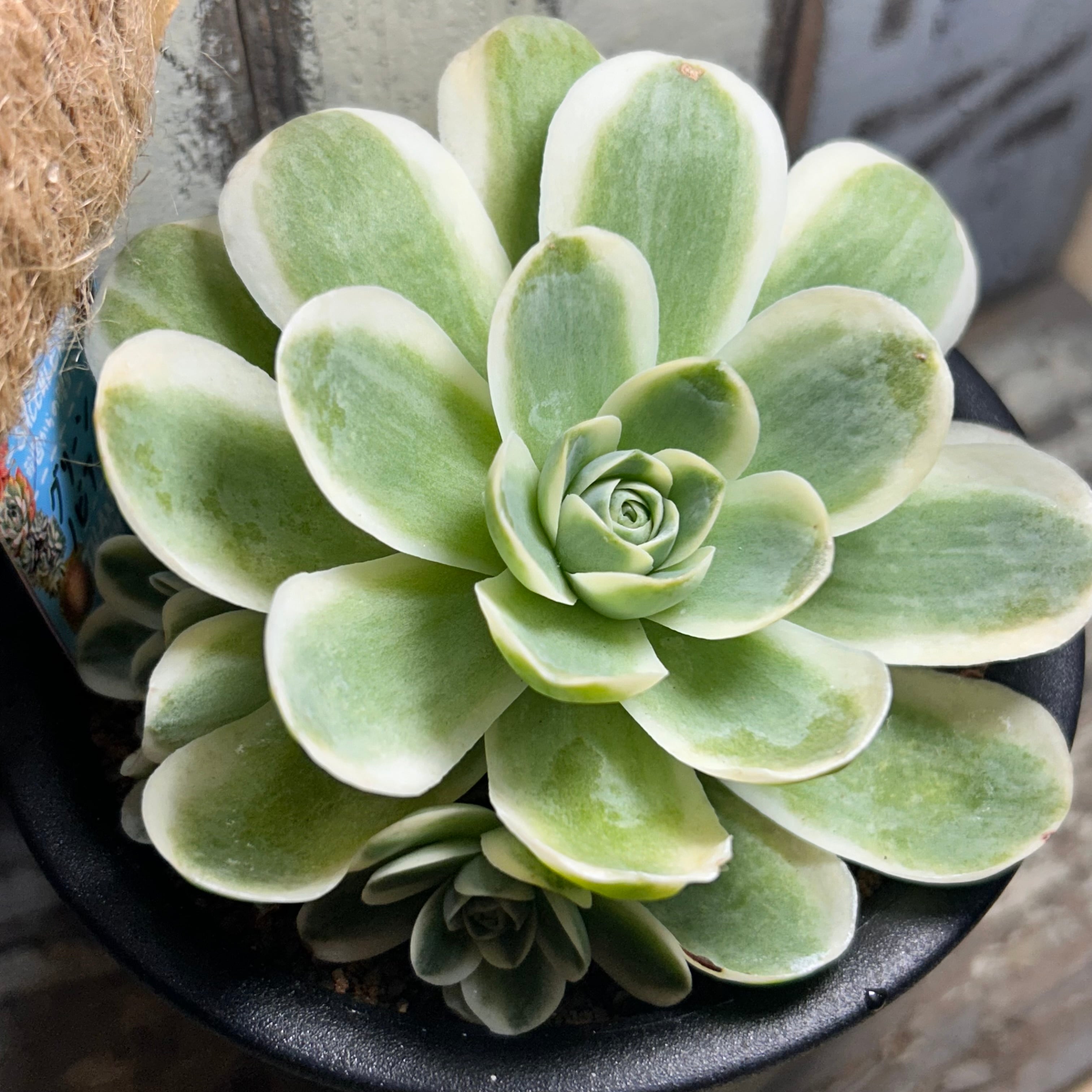 アエオニウム | RuPo 多肉植物専門店