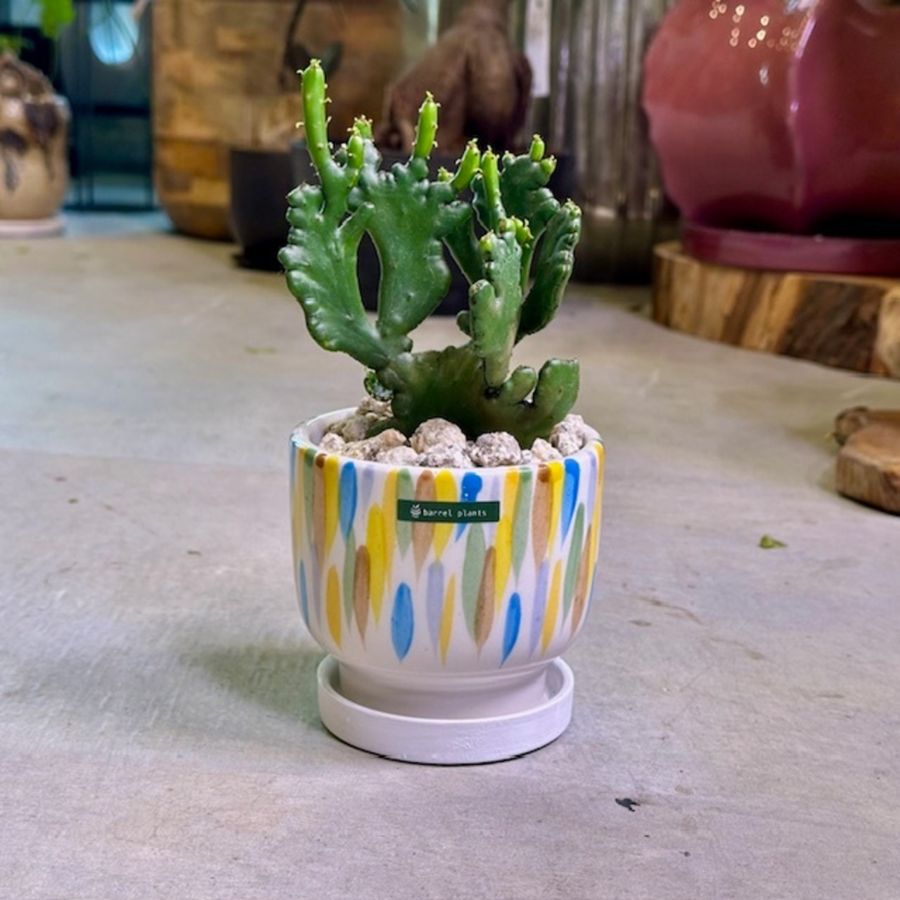 ユーフォルビア・オンコクラータ綴化