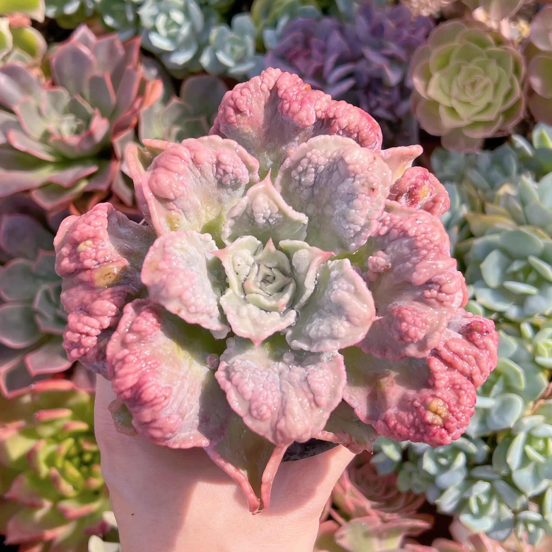 現物　コブマディバ群生#627　新入荷