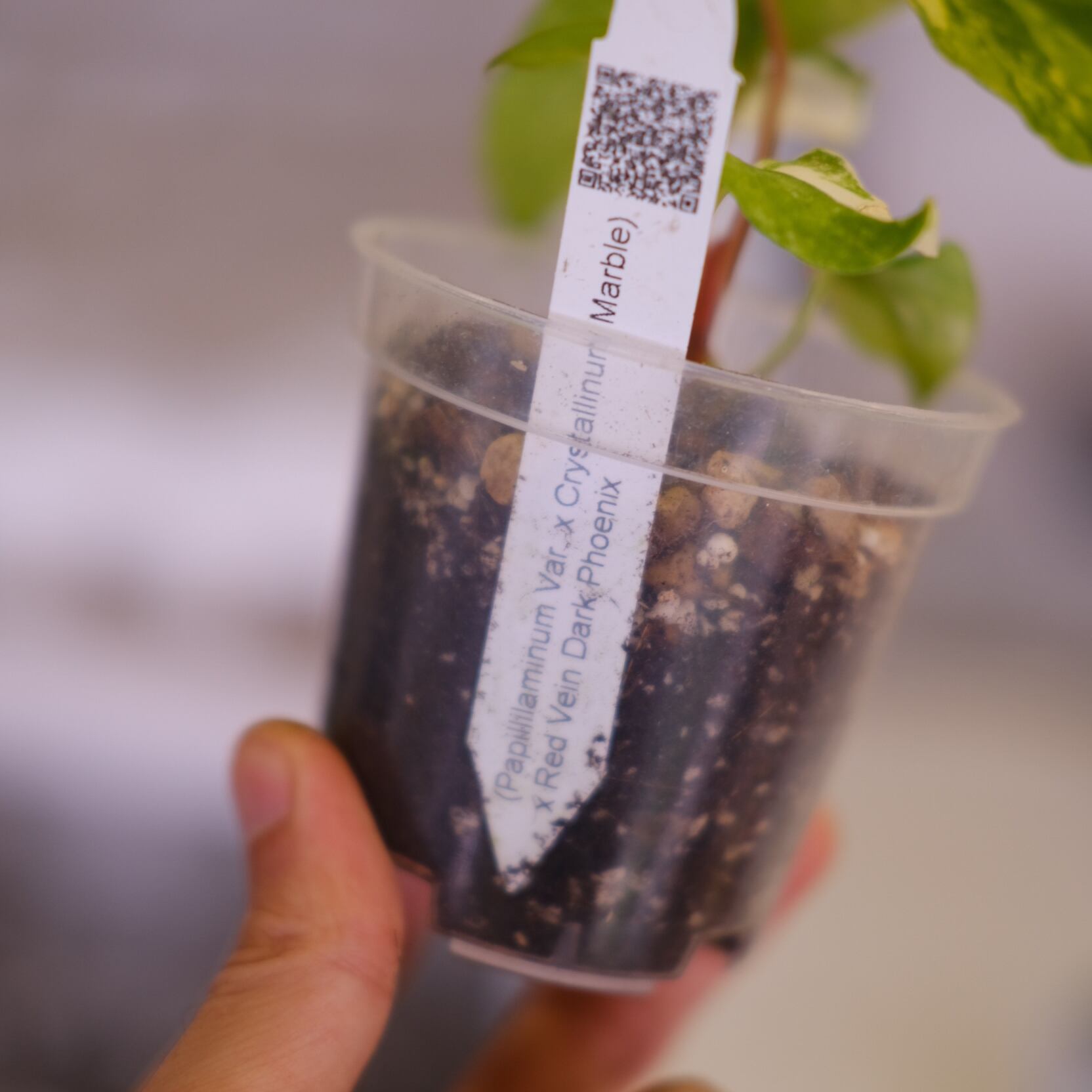 Anthurium (Papililaminum Variegated × Crystallinum Marble