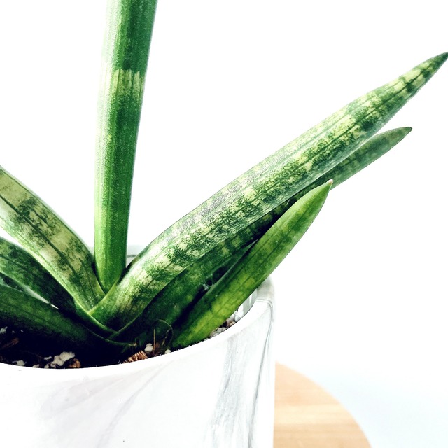 【Luxury Plants】サンスベリア ボンセレンシス 大理石風 calm cafe