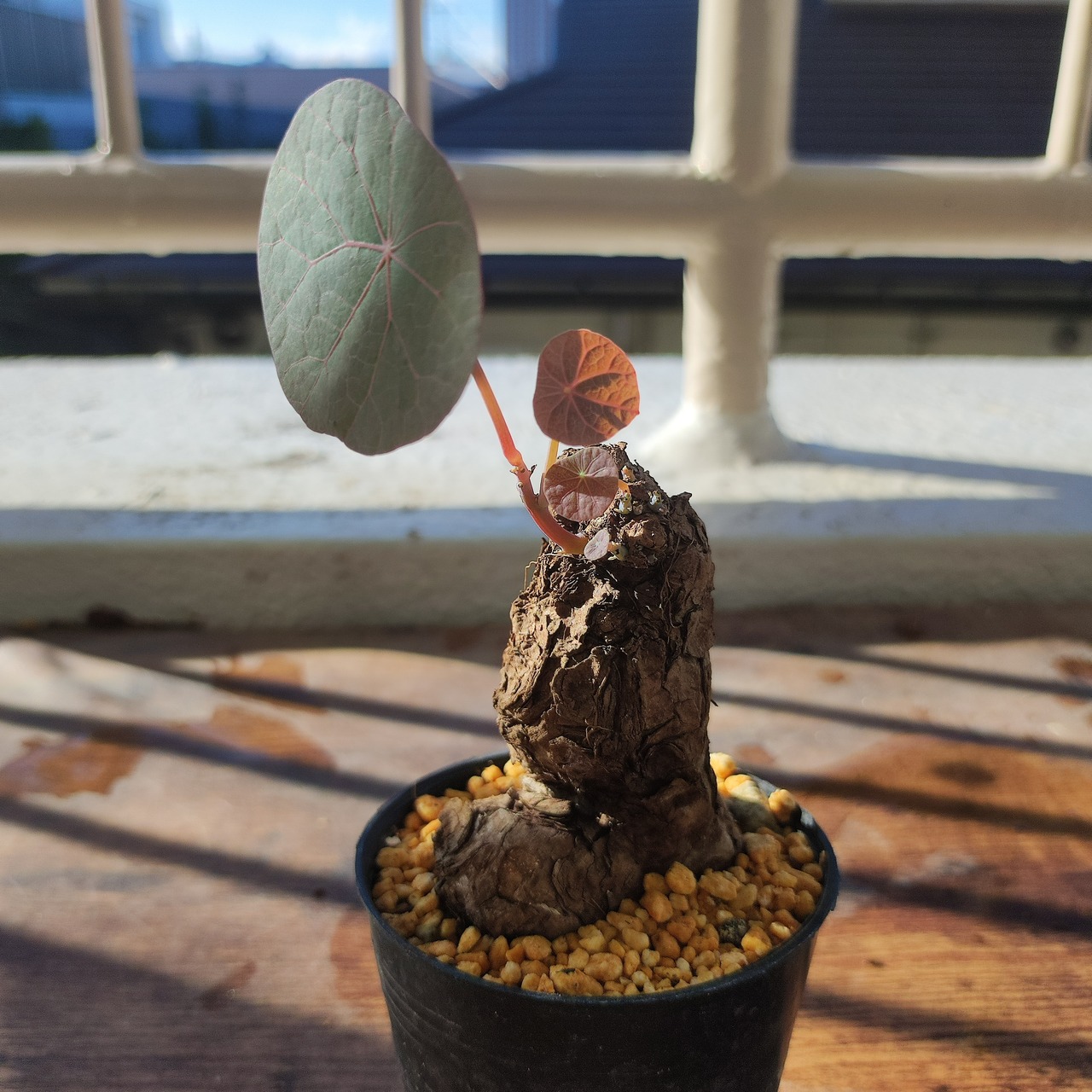 Stephania kaweesakii /ステファニア・カウィーサキ