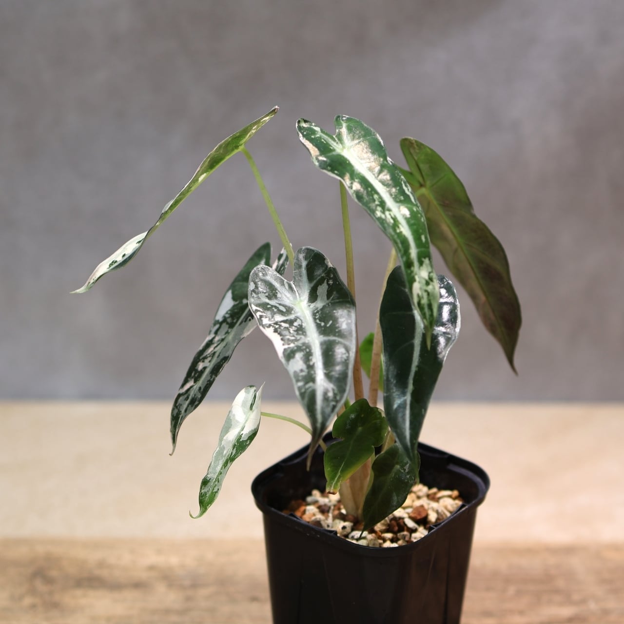 326 極彩の世界『アロカシア Alocasia bambino pink variegata』観葉