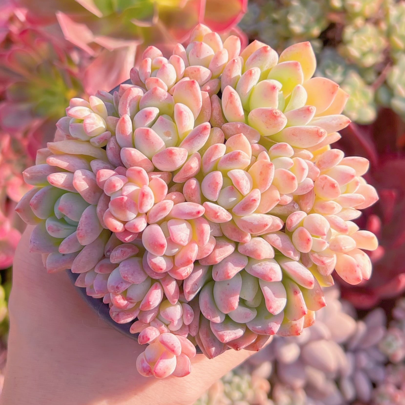 現品　プロリフェラxラウル#275   るる農園