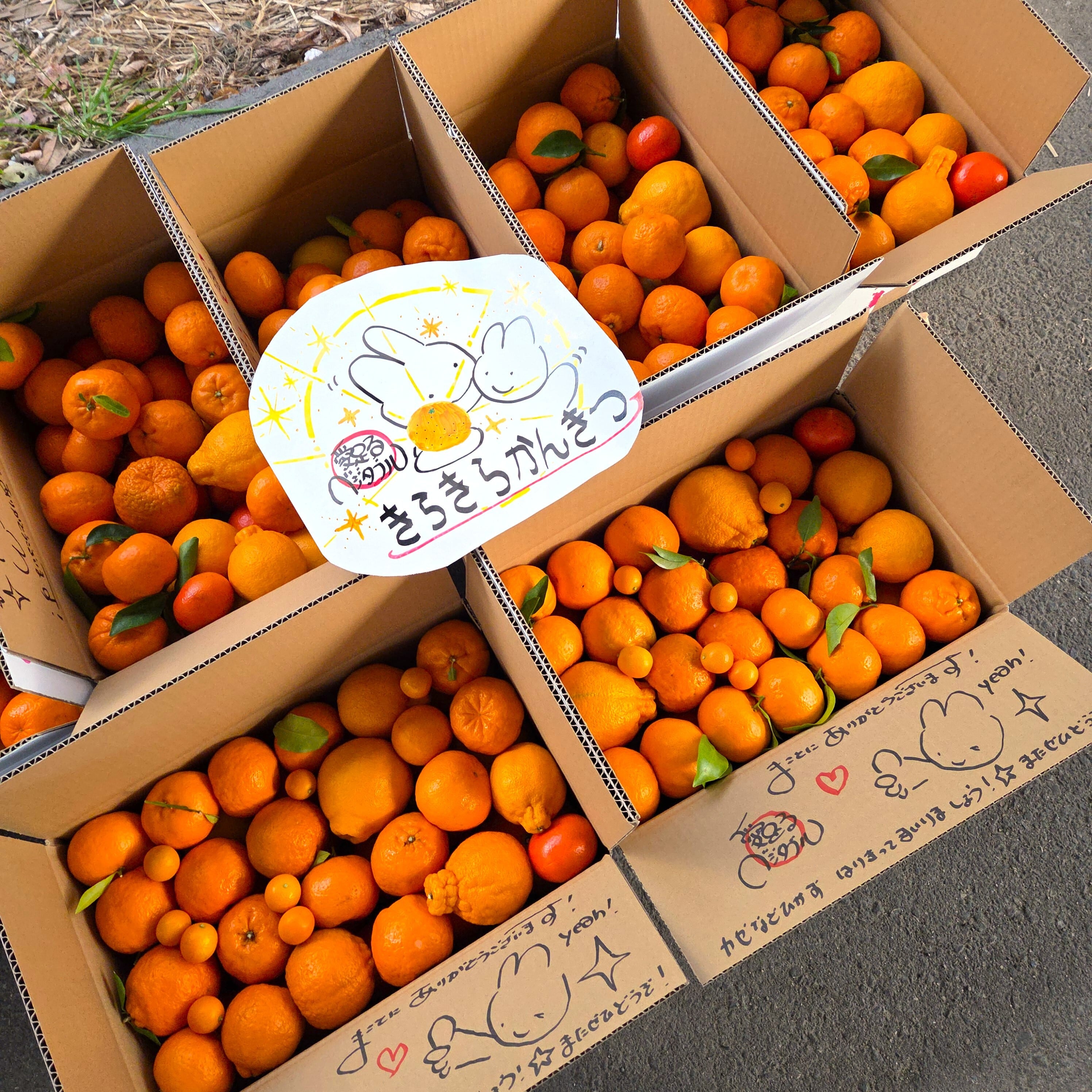 キラキラ柑橘☆ワカヤマフルーツ☆柑橘詰め合わせ☆大人気☆たっぷり