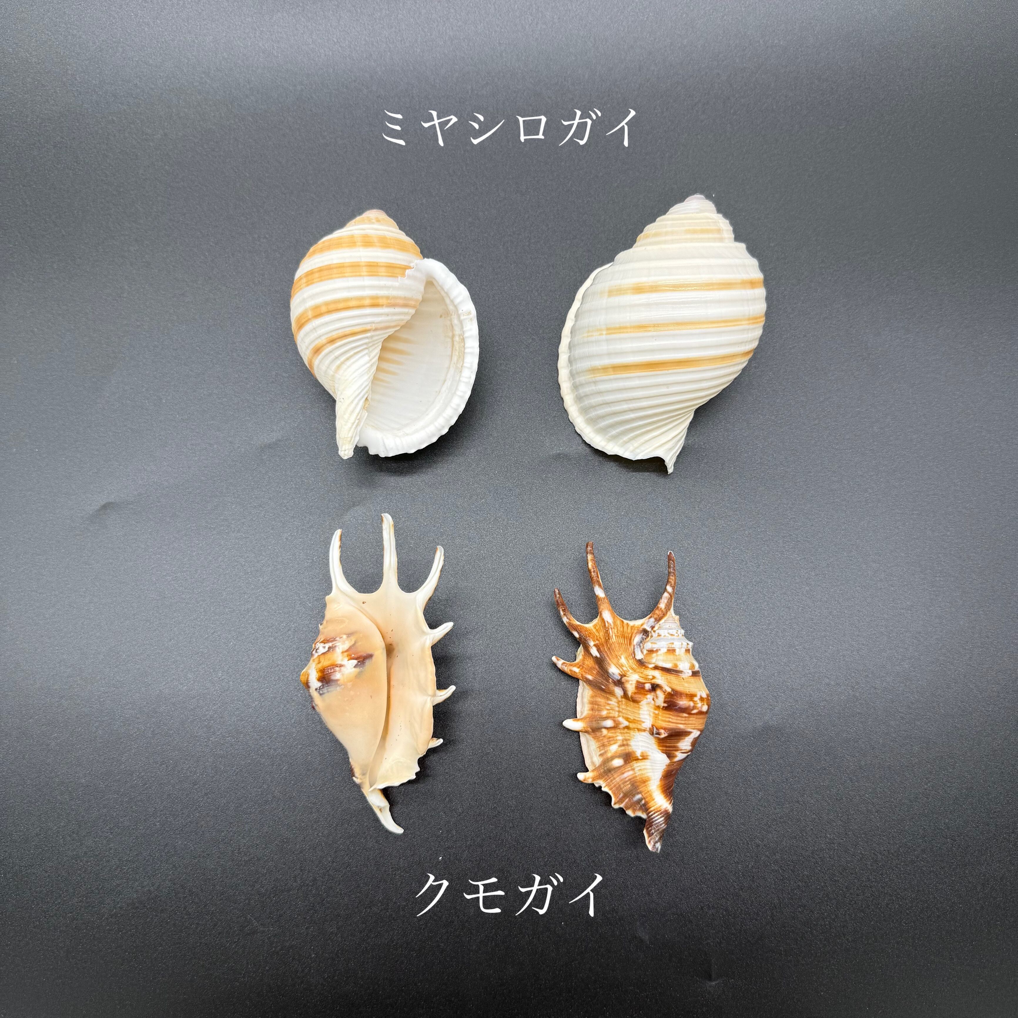 太田久幸 HISA-CRAFT “木の仲間たち”シリーズ フクロウ 北海道 旭川