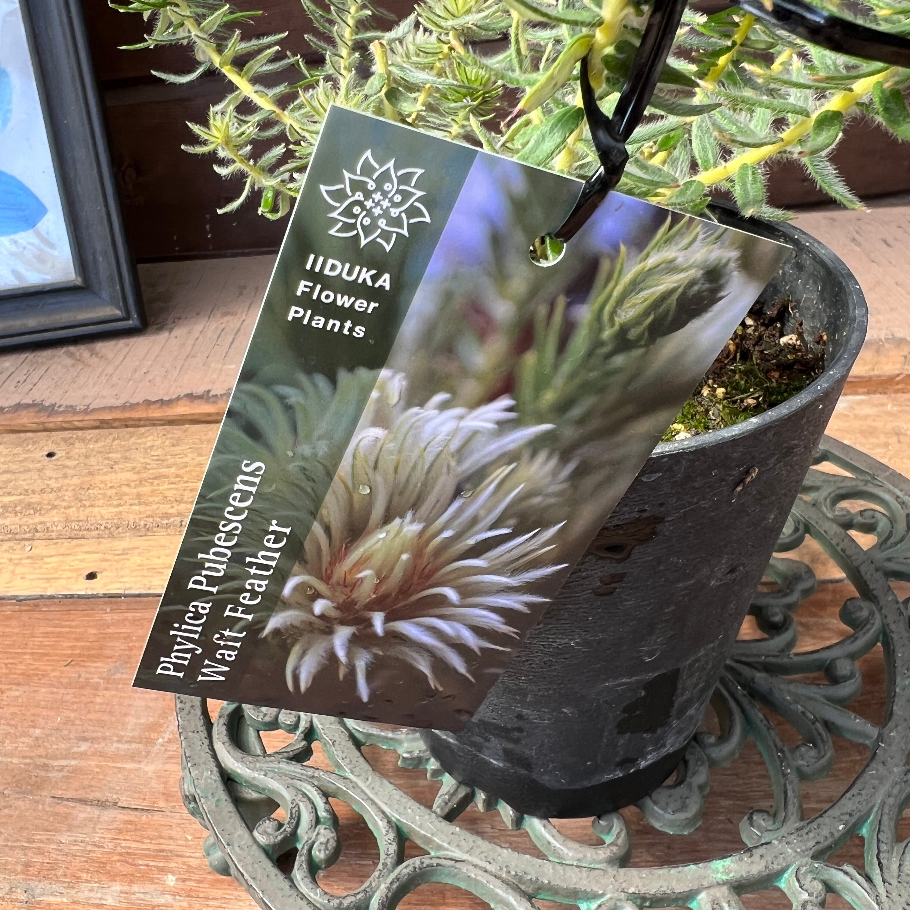 ◇1点限り◇ディーンツリーパインブラウンシュガー （オージープランツ）7号鉢 ◇1点限り◇ディーンツリーパインブラウンシュガー （オージープランツ