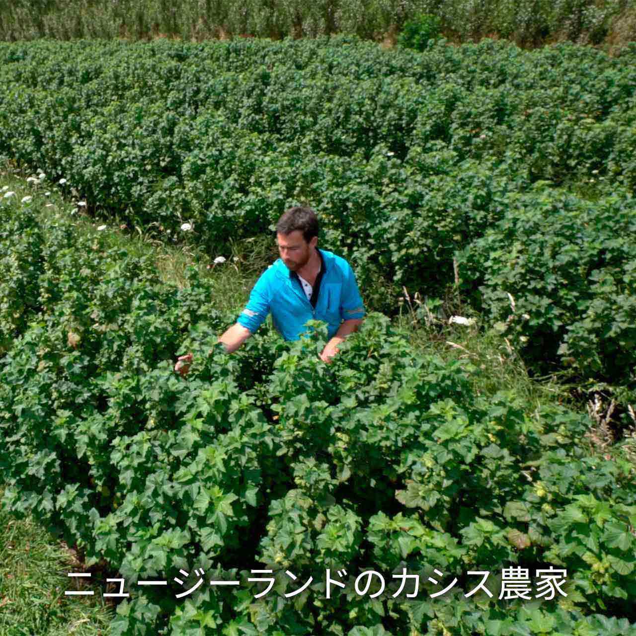 【定期便《１ヶ月ごと》】NZカシスパウダー エクストラクトプラス　２袋セット