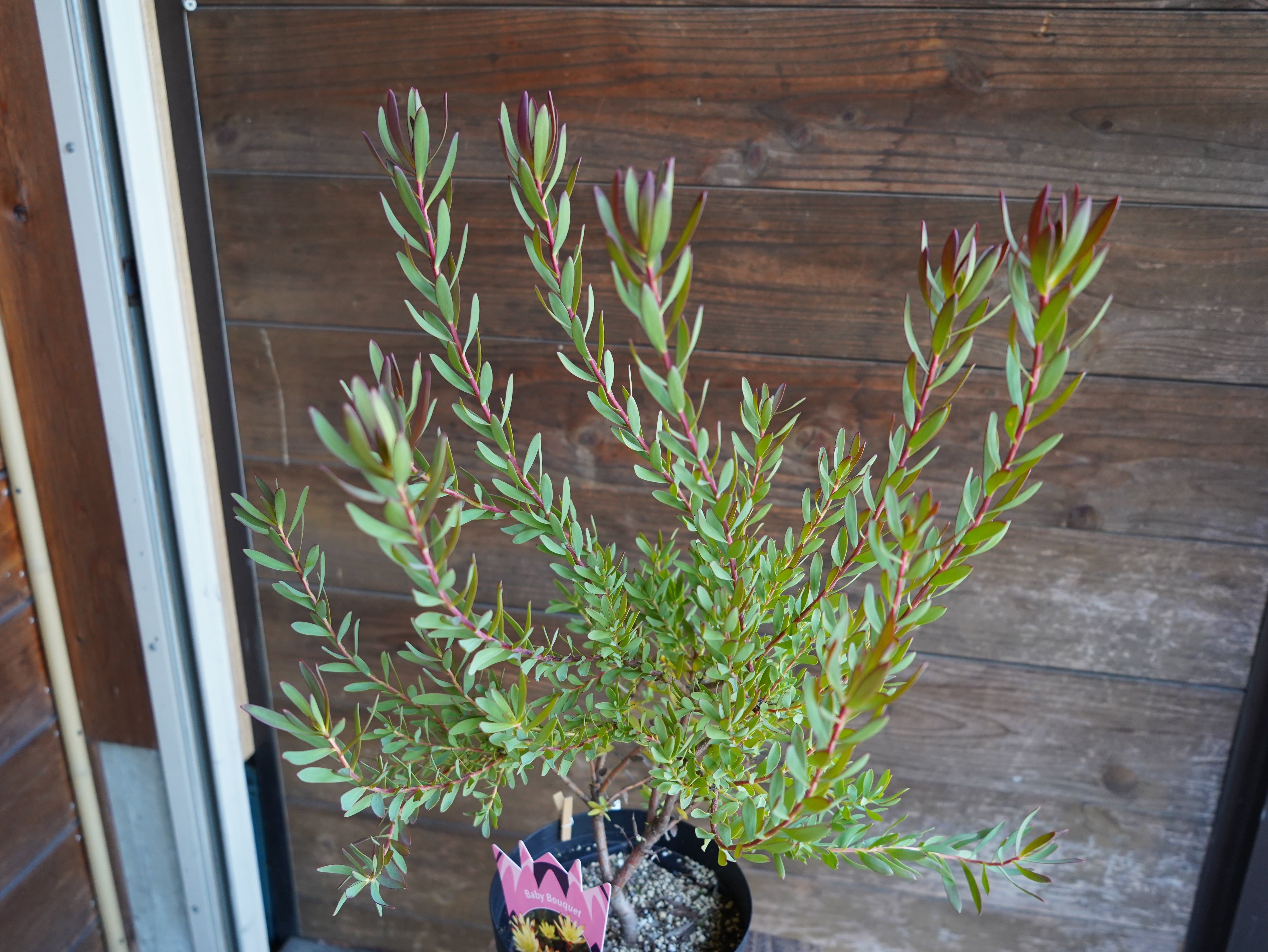 【現物】リューカデンドロン ”Baby Bouquet” 6号