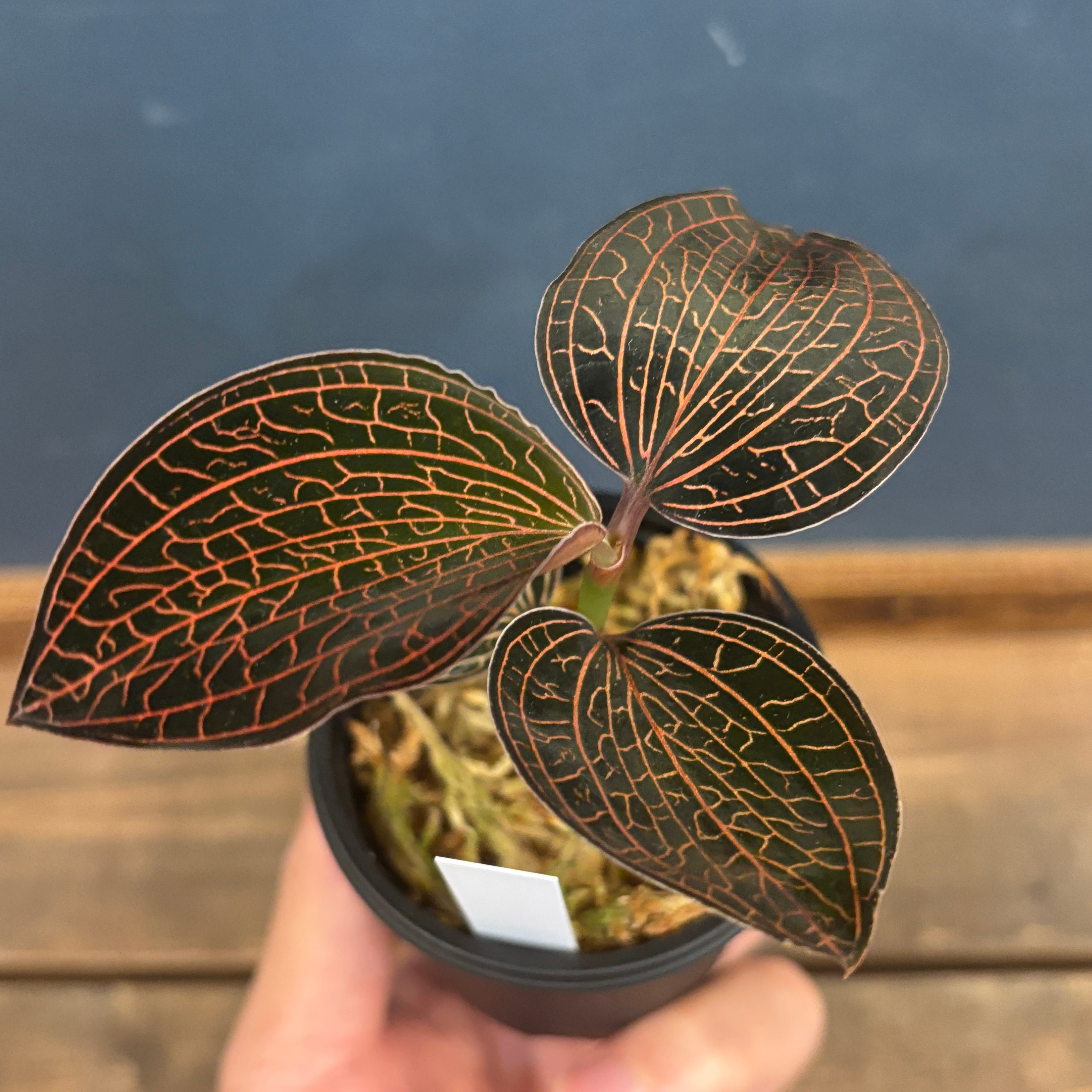 ジュエルオーキッド アネクトキルス sp 赤脈type【1026】 | PROTOLEAF