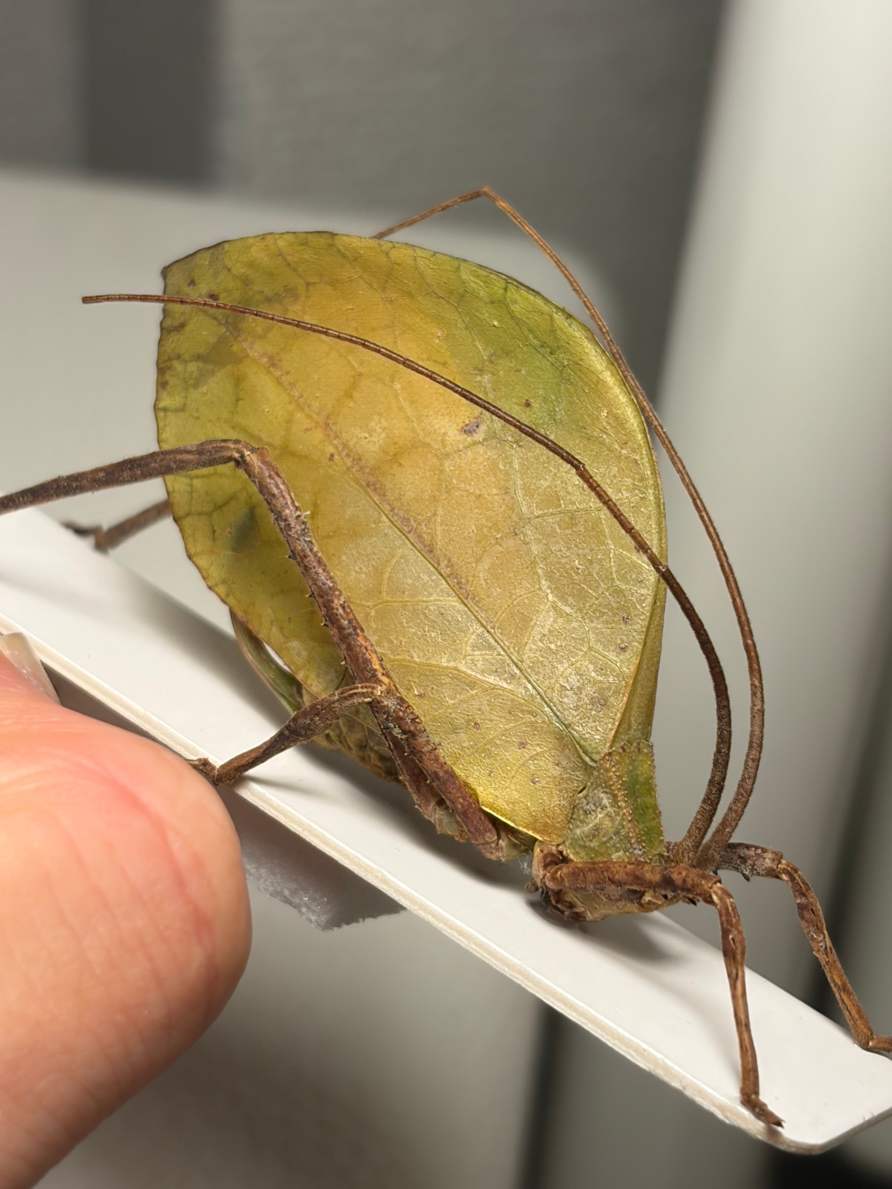 50mm程】葉脈のような透け感が美しい巨大なコノハバッタ 標本直翅類