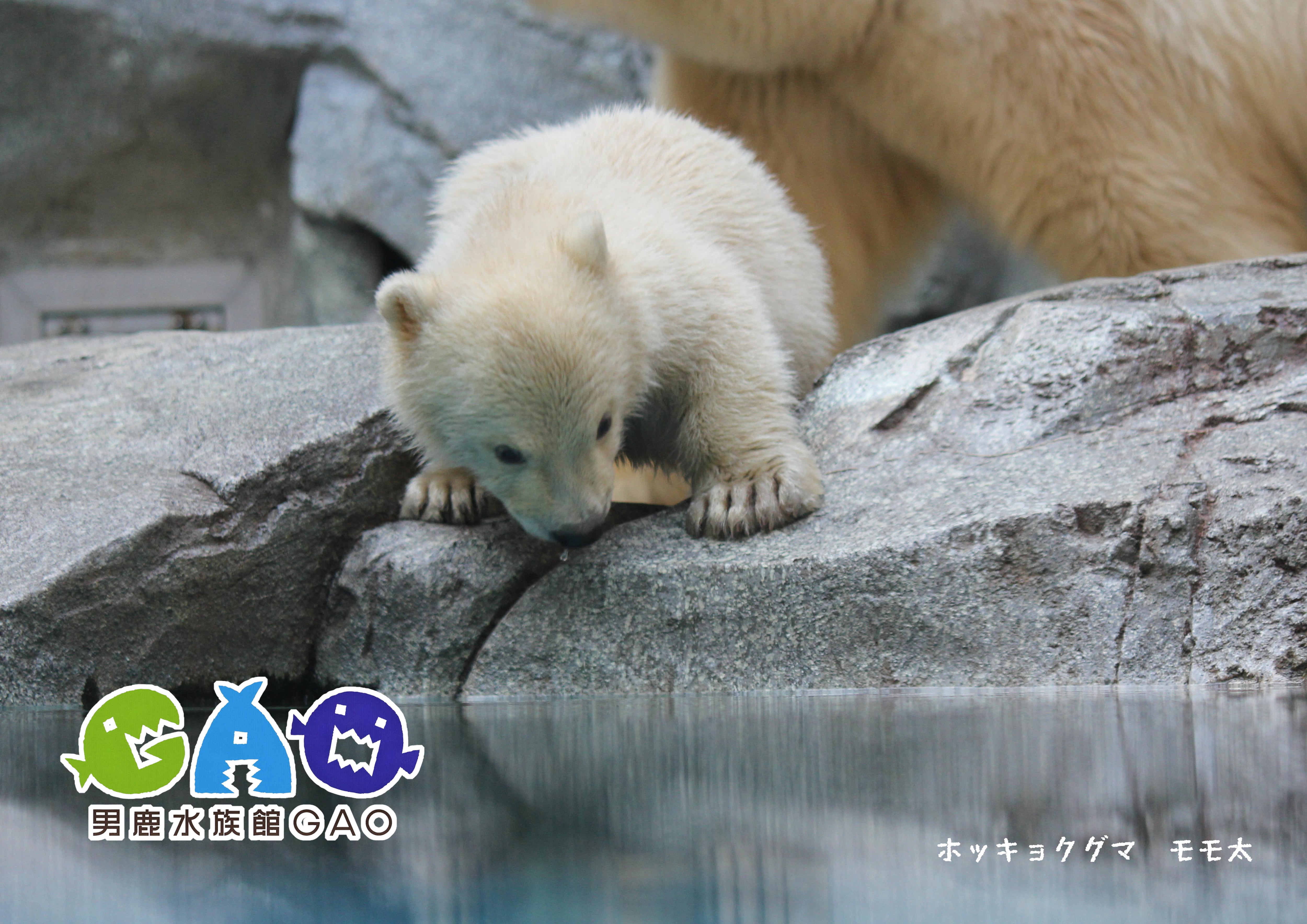 ウェルカムボード【モモンガペア】 ポストカード3枚セット モモ太 | 男鹿水族館GAO Online Shop