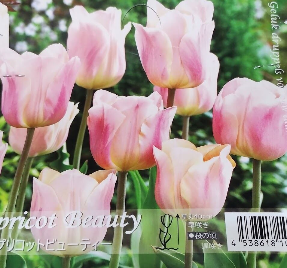 球根 チューリップ 『アプリコットビューティー』 5球 花 園芸