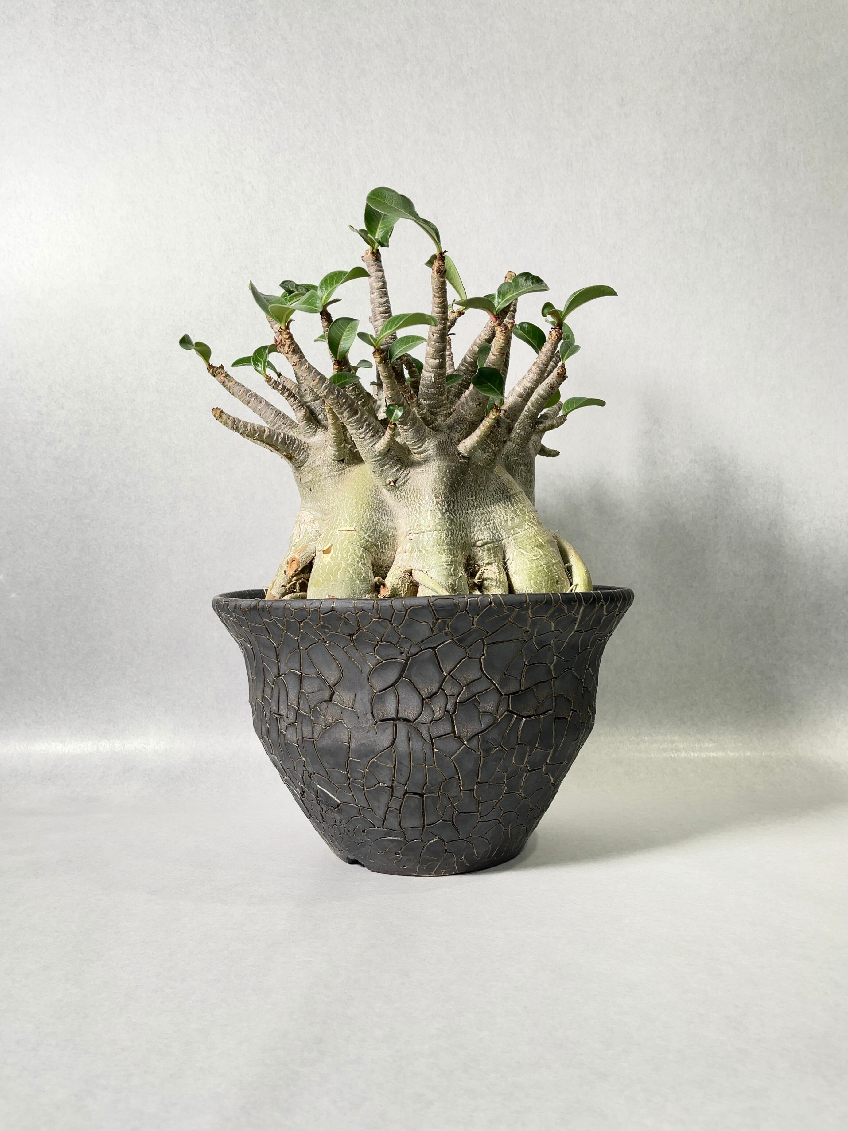 34aa2be38be7e4153cb69808cb0ff7