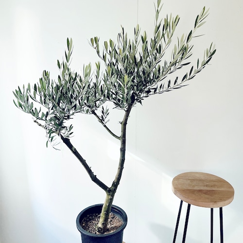 【一点もの】創樹 SOUJU オリーブ ピクアル 観葉植物 calm cafe