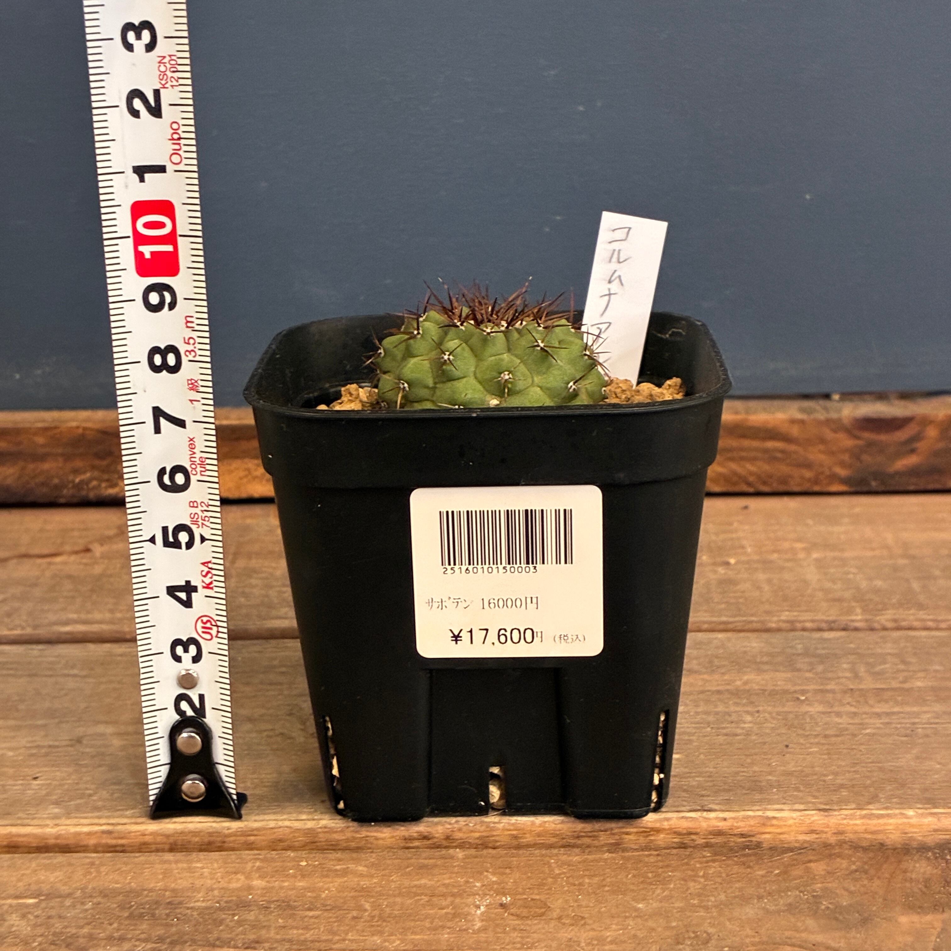 Copiapoa】サボテン コピアポア コルムナアルバ 孤竜丸 実生【561