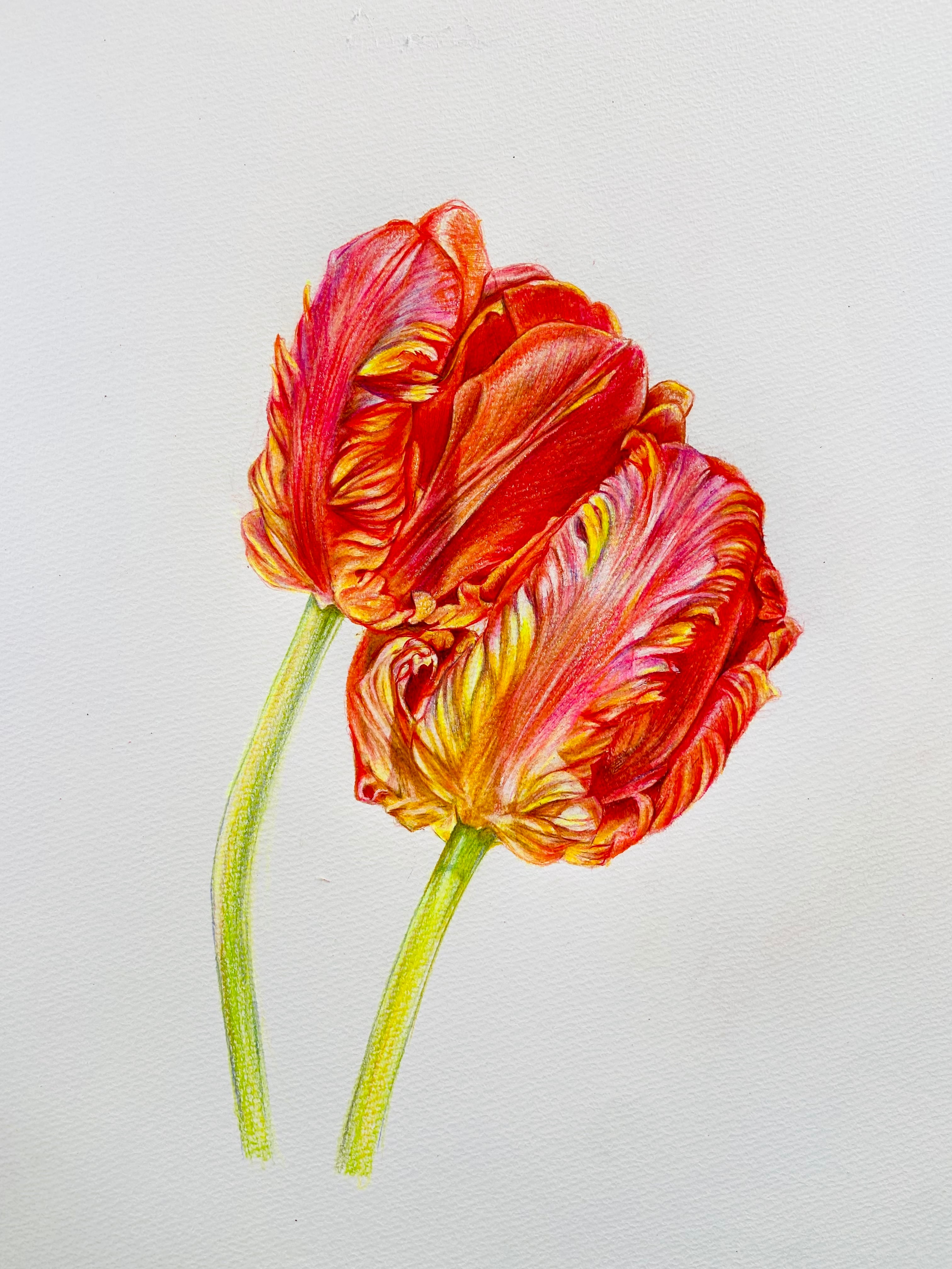 12.パーロット咲きチューリップ A （Tulip・parrot A）色鉛筆画原画