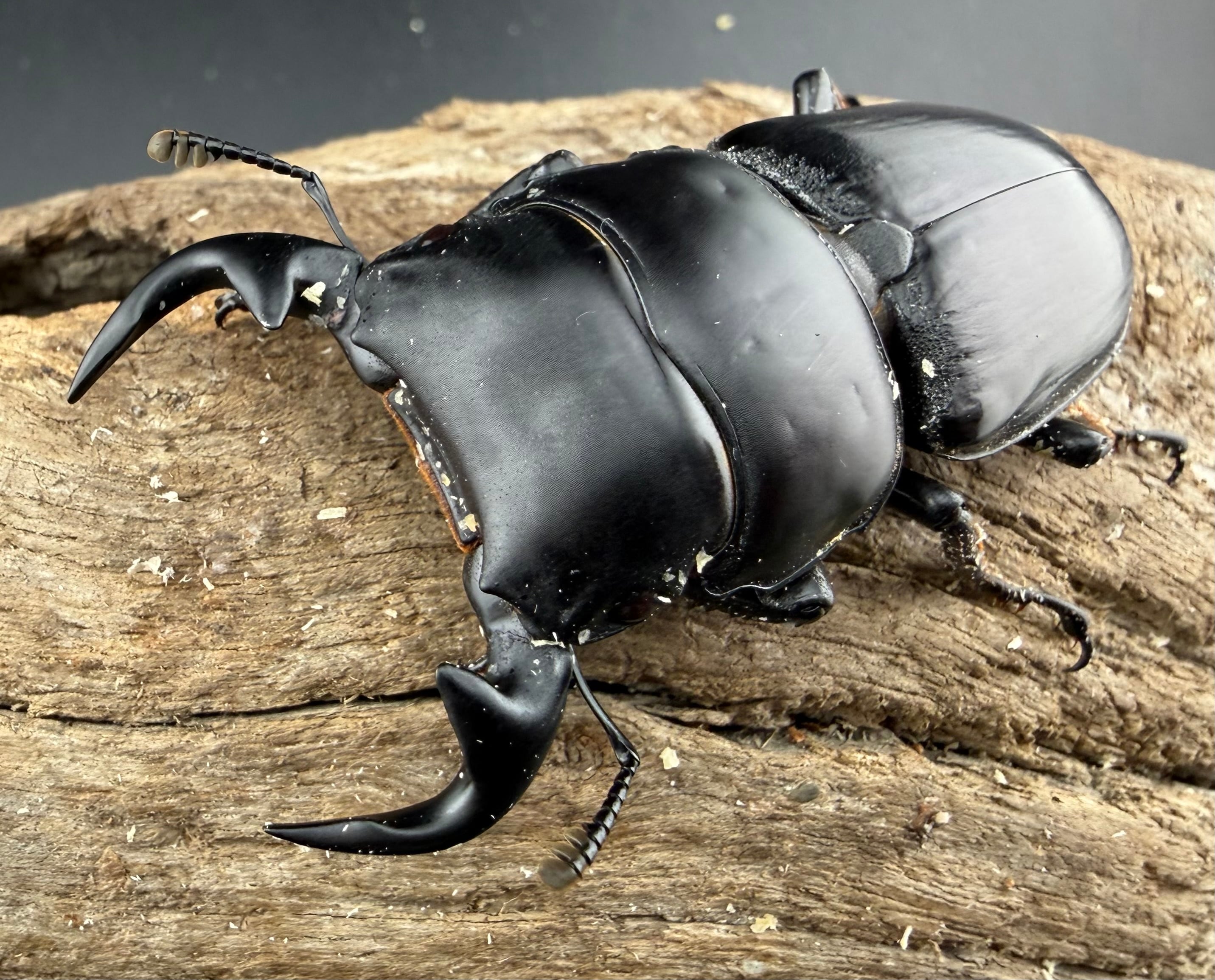 オオクワガタの仲間 | KPW公式オンラインショップ