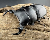 《インドグランディス亜種moriyai 62mm ペア》