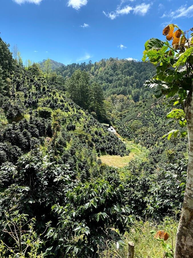 ニカラグア　ペラルタコーヒー　サンタマリア農園　210g
